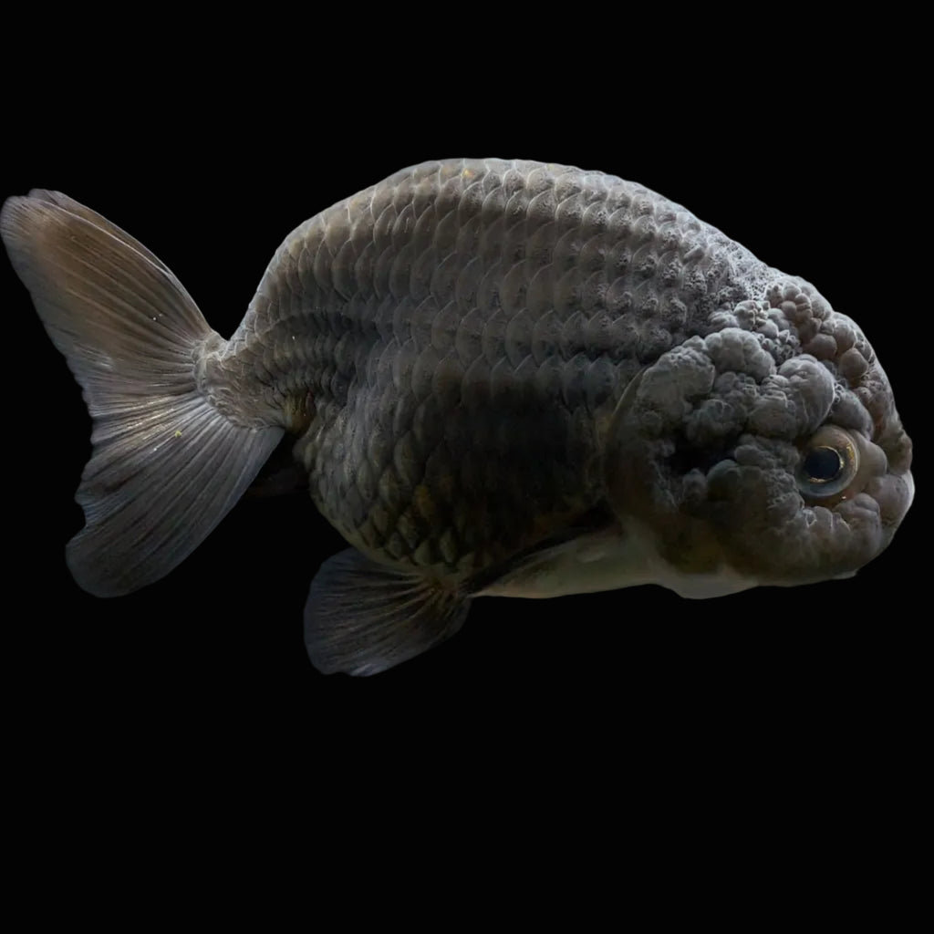 Jumbo Ranchu Black 3.5"- 4" in. ID#710R8A-025