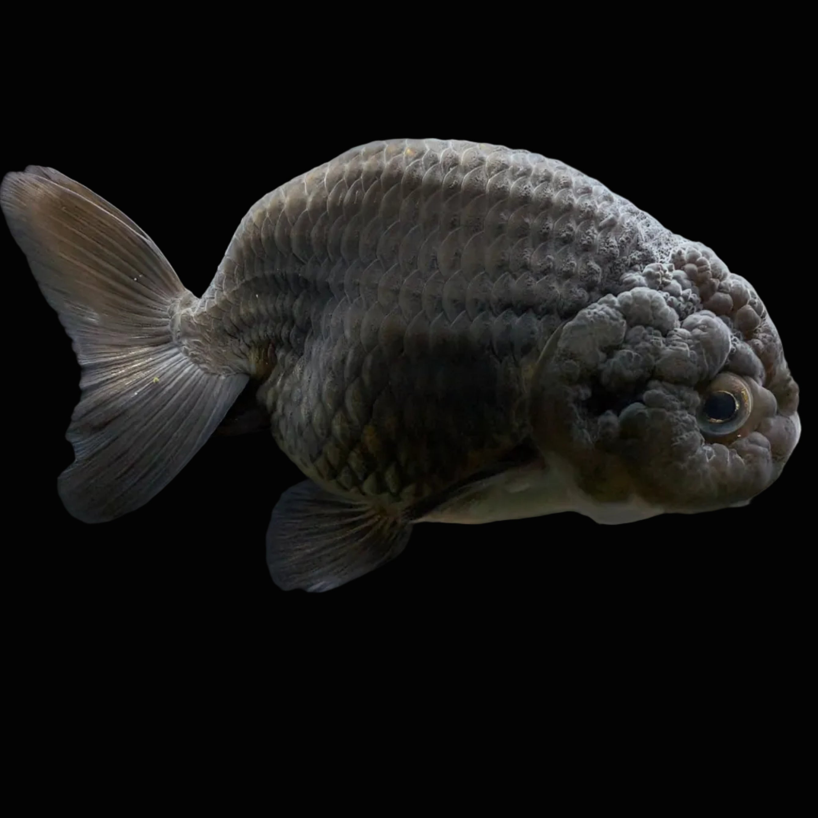 Jumbo Ranchu Black 3.5"- 4" in. ID#710R8A-025