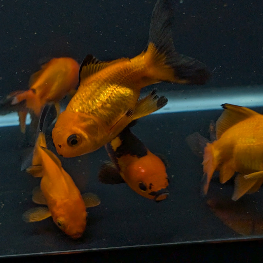 Oranda Red Black *Assorted 2.5"-3" in.