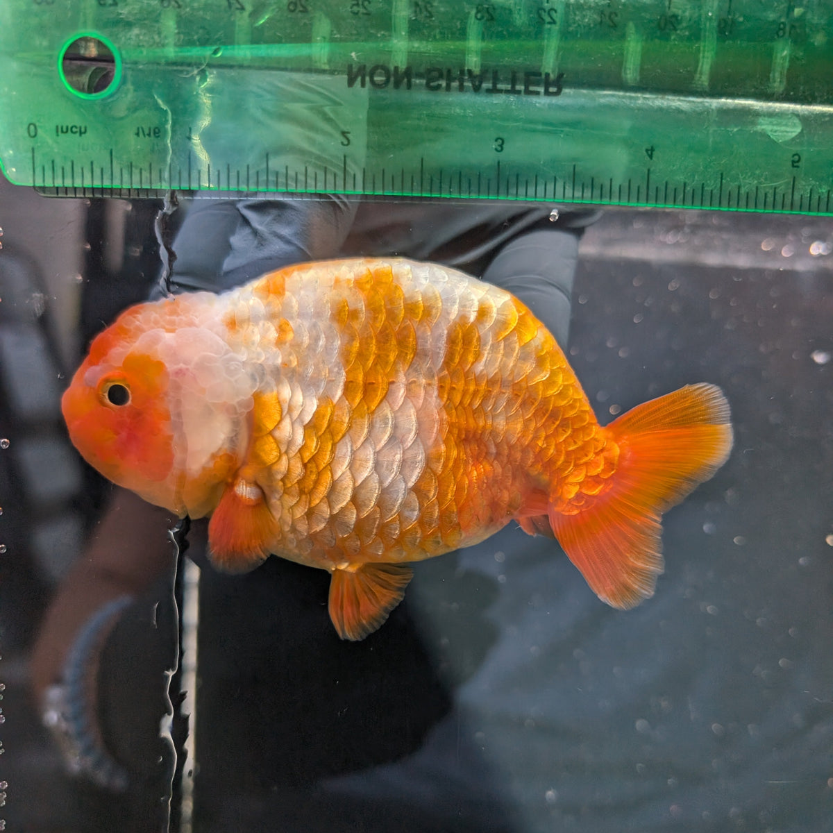 Jumbo Ranchu Sakura 4.5"-5" in. ID#1009R8A-051