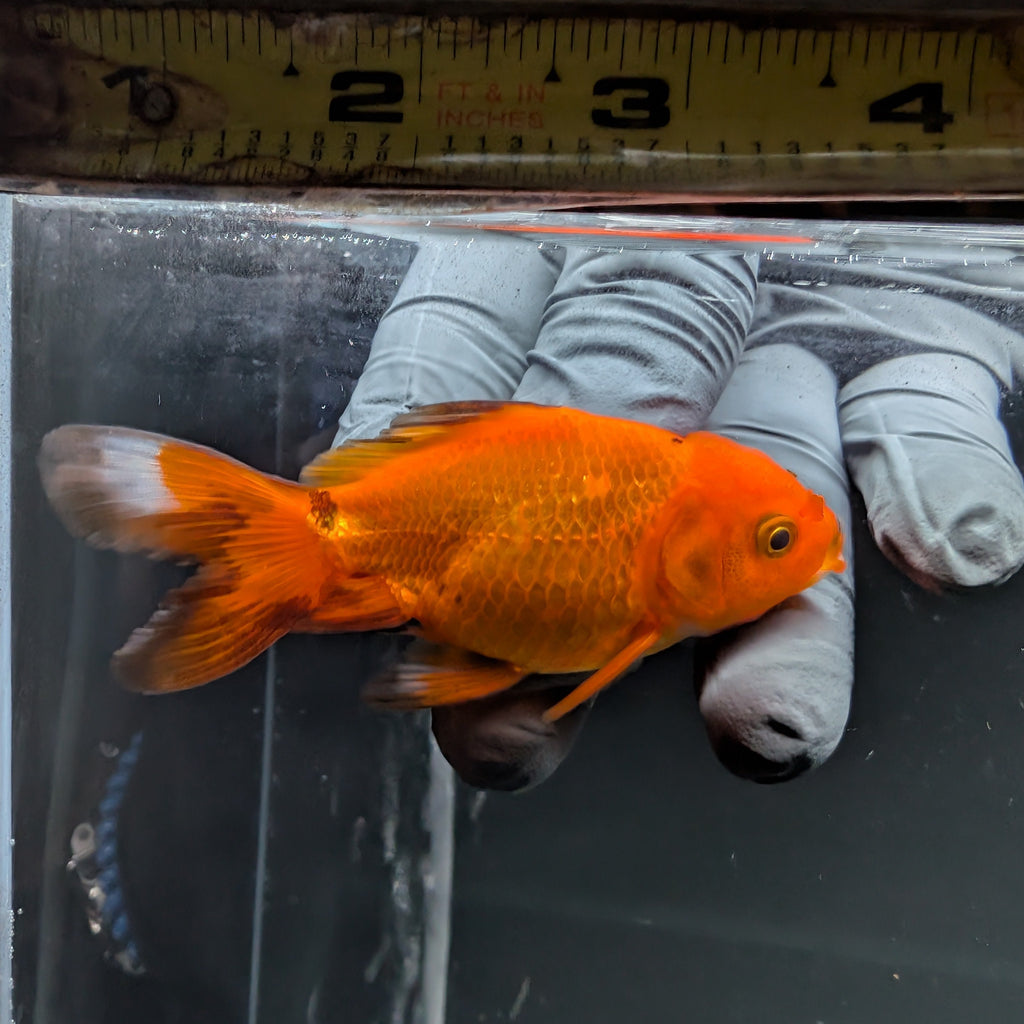 Juvenile Oranda Red Black 3"-3.5"in.  ID#515T2A-014