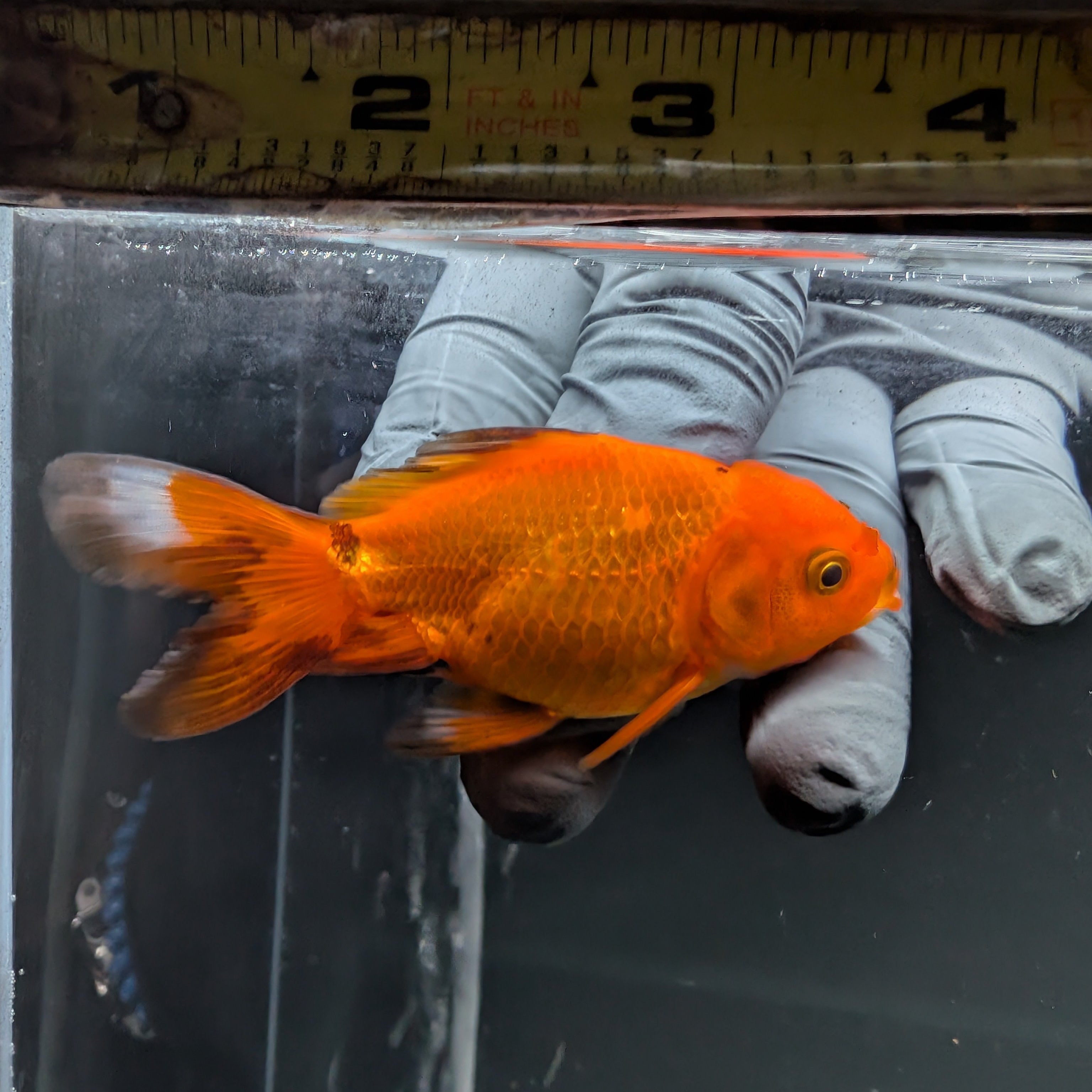 Juvenile Oranda Red Black 3"-3.5"in.  ID#515T2A-014