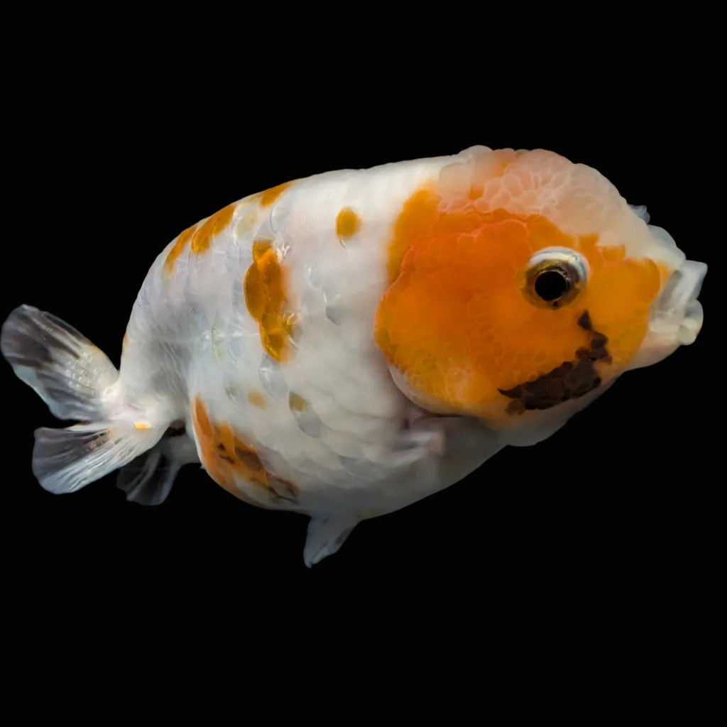 Jumbo Ranchu Sakura Calico 4.5"-5" in. ID#828R8A-052