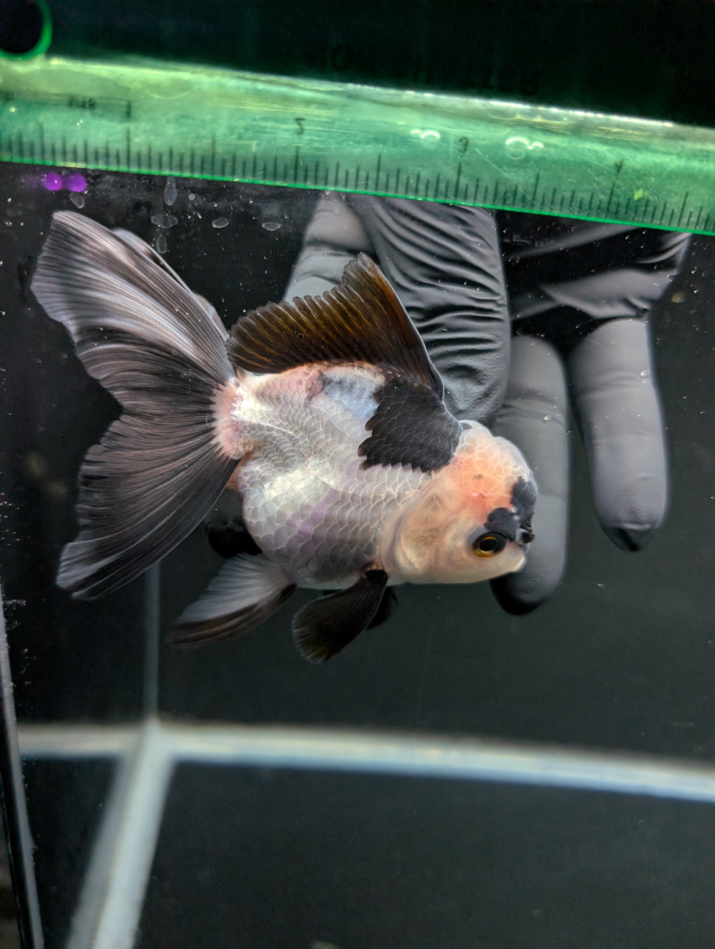 Thai Oranda Panda 4"-4.5"in.  ID#1016T1A-005