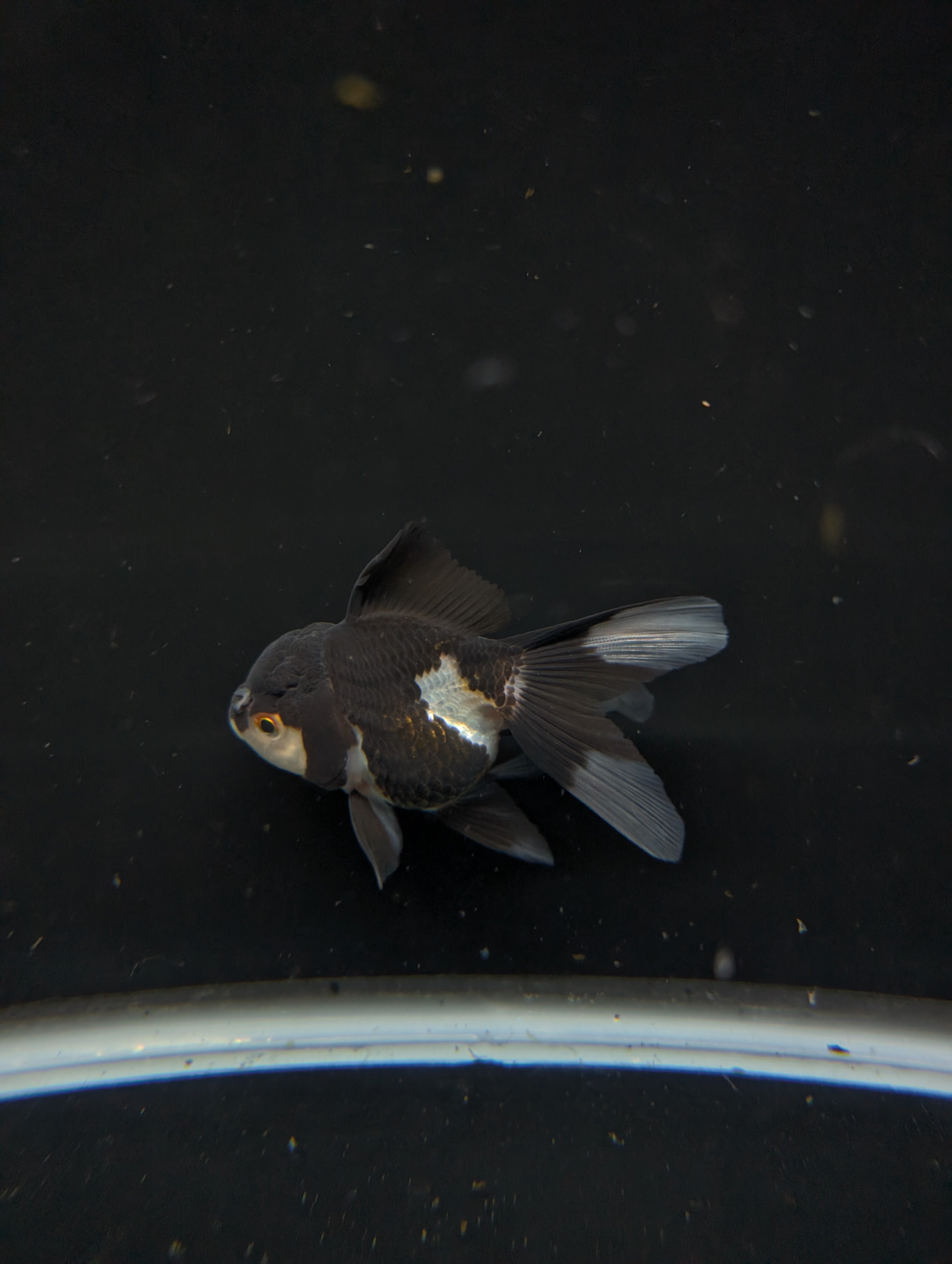 Thai Juvenile Oranda Panda 3"-3.5" in.  ID#626T1A-003