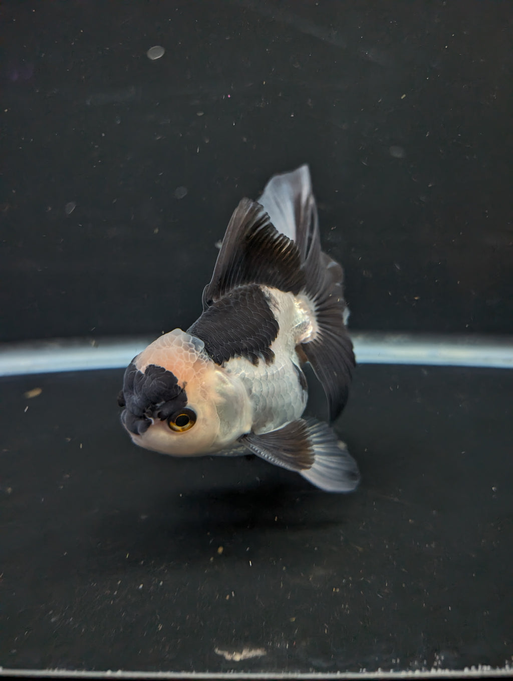 Thai Oranda Panda 4"-4.5"in.  ID#1016T1A-005