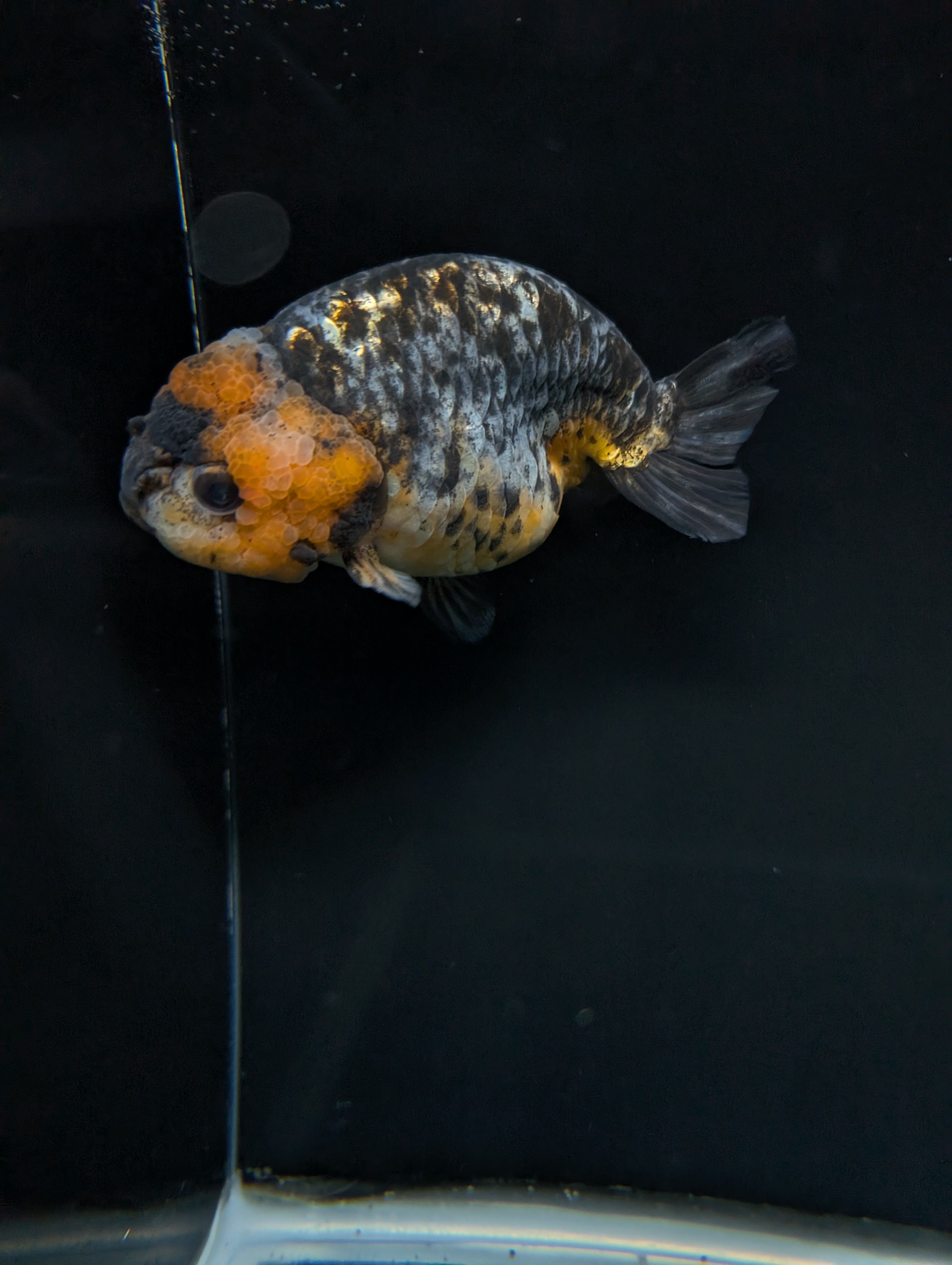 Jumbo Ranchu Kirin Calico 4.5"-5" in. ID#828R8A-051