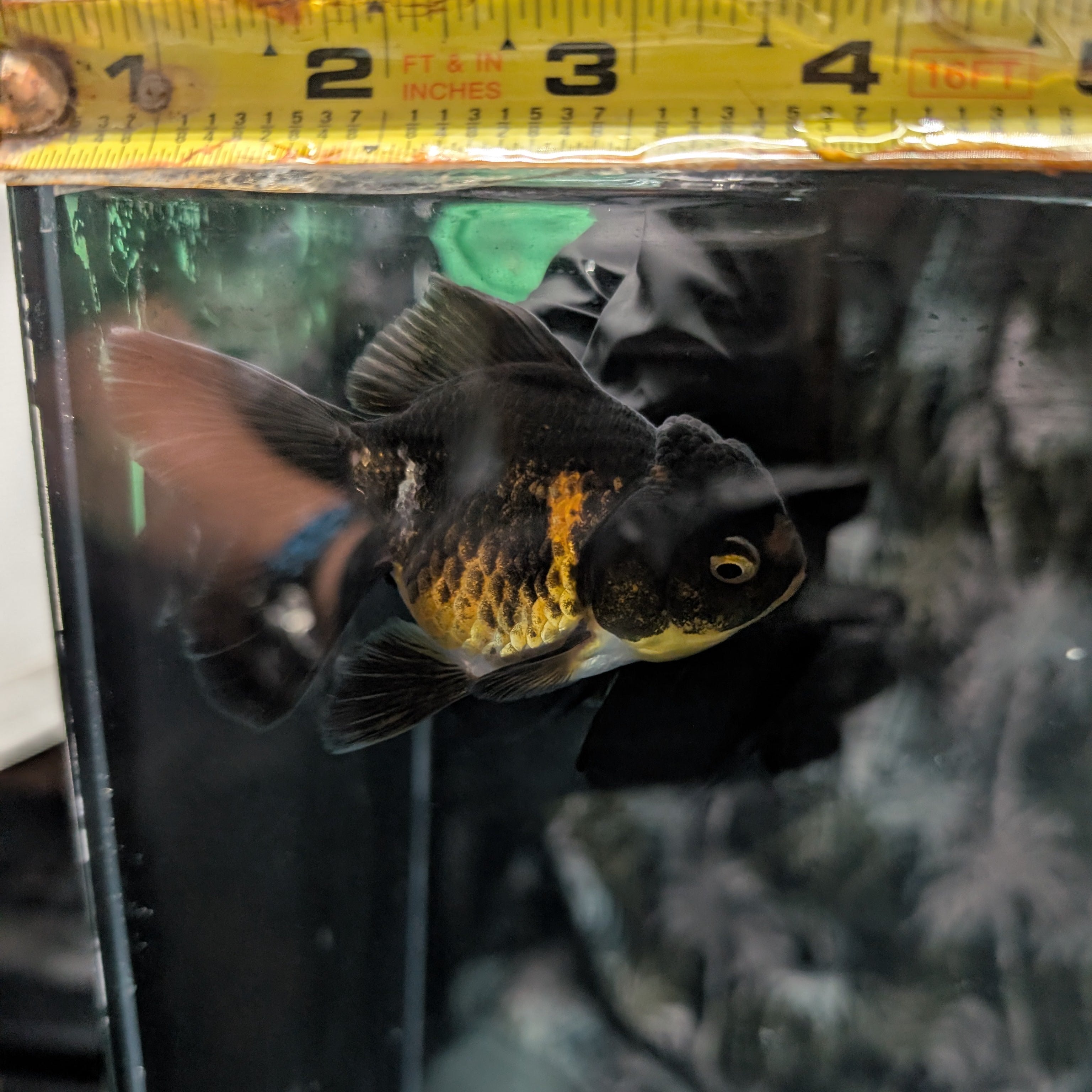 Juvenile Oranda Tricolor 3.5"-4" in.  ID#320T13b-013