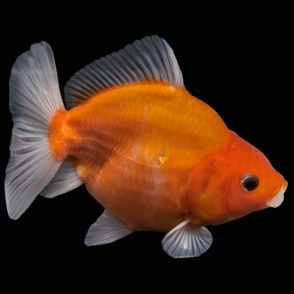 Jumbo Oranda Yuan Bao Sakura   4"-4.5"in. ID#807SB13A-004