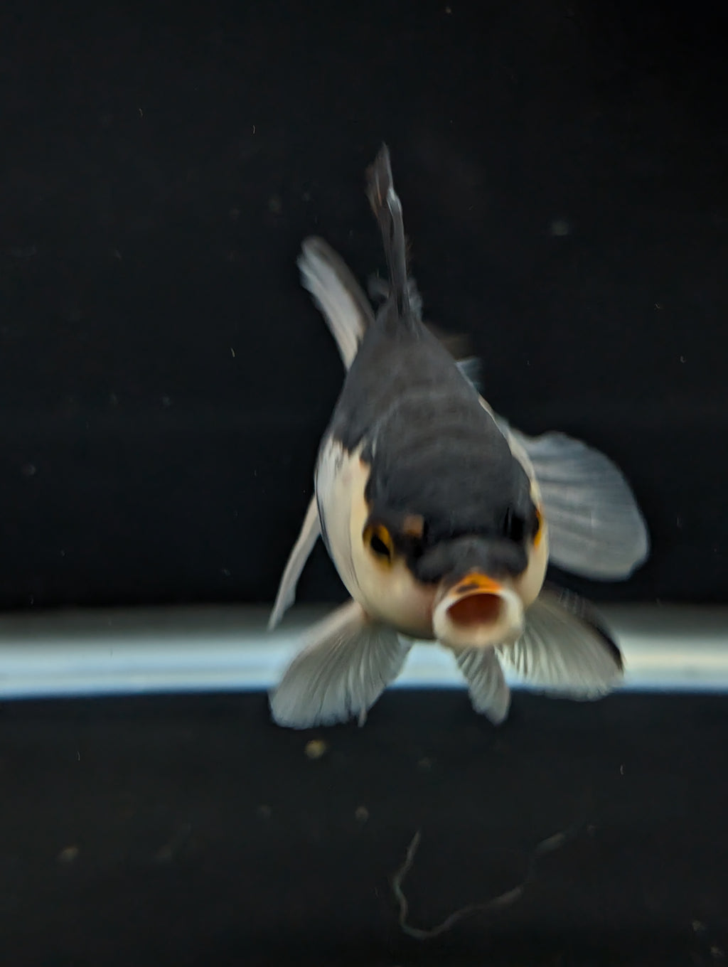 Thai Juvenile Oranda Panda 3"-3.5" in.  ID#717T1A-002