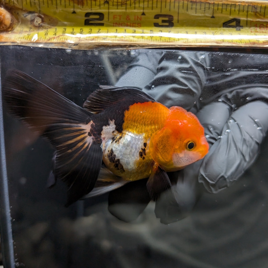 Juvenile Oranda Tricolor 3.5"-4" in.  ID#424T1A-008