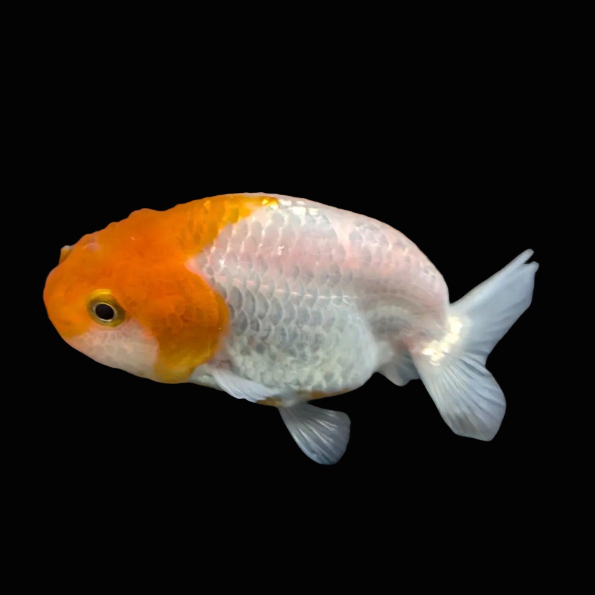 Ranchu Red White 3"-3.5" in. ID#417R13A-007