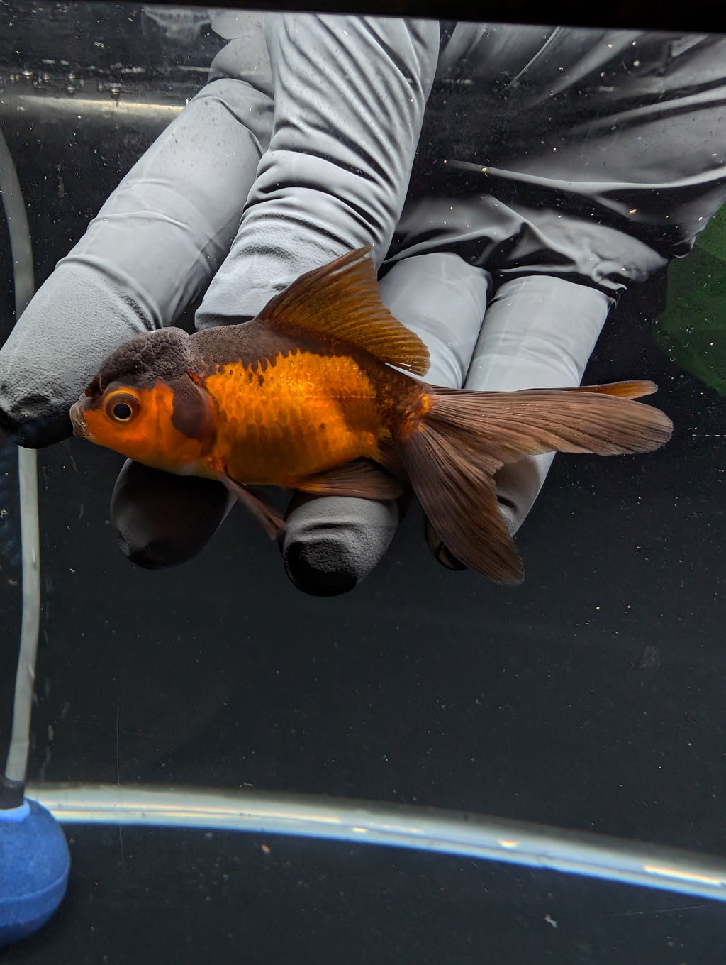 Juvenile Oranda Red Black 3"-3.5"in.  ID#529T1A-056