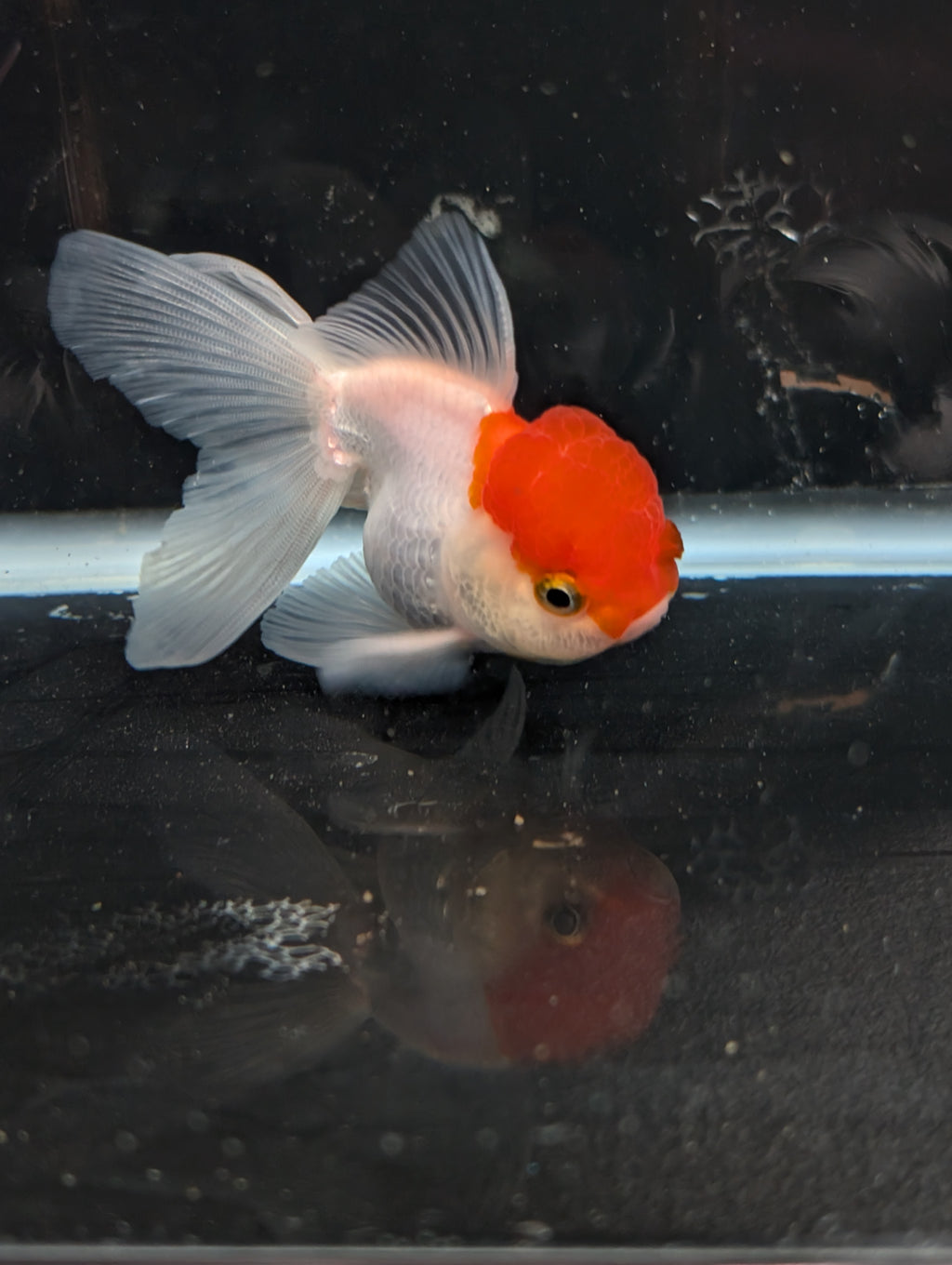 TOAD *Boss 415  Juvenile Oranda Red Cap 3.5"-4" in.  ID#410T8A-020