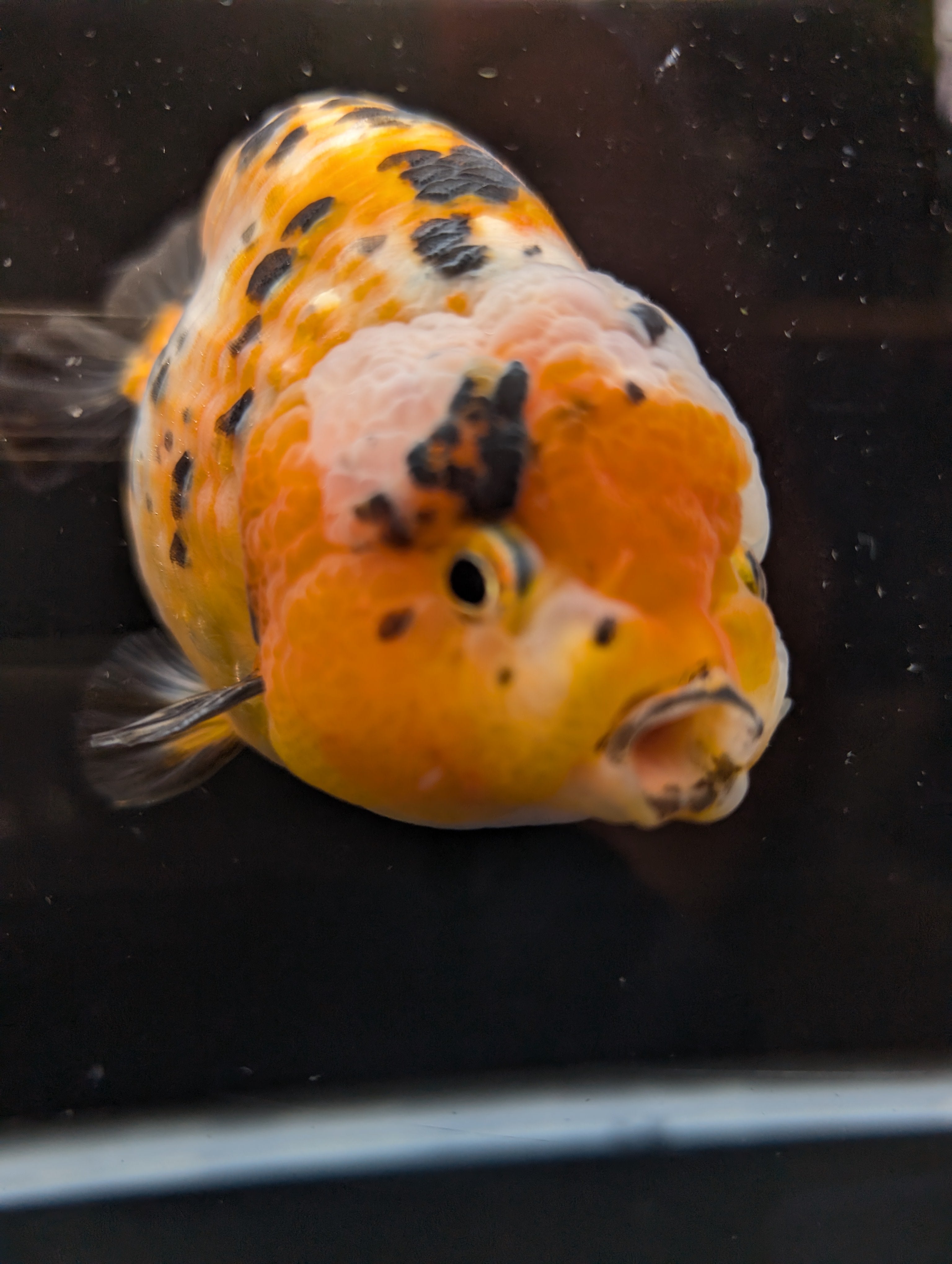 Jumbo Ranchu Calico 4.5"-5" in. ID#821R8A-033