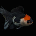 Juvenile Oranda Tricolor 3.5"-4" in.  ID#403T8A-012