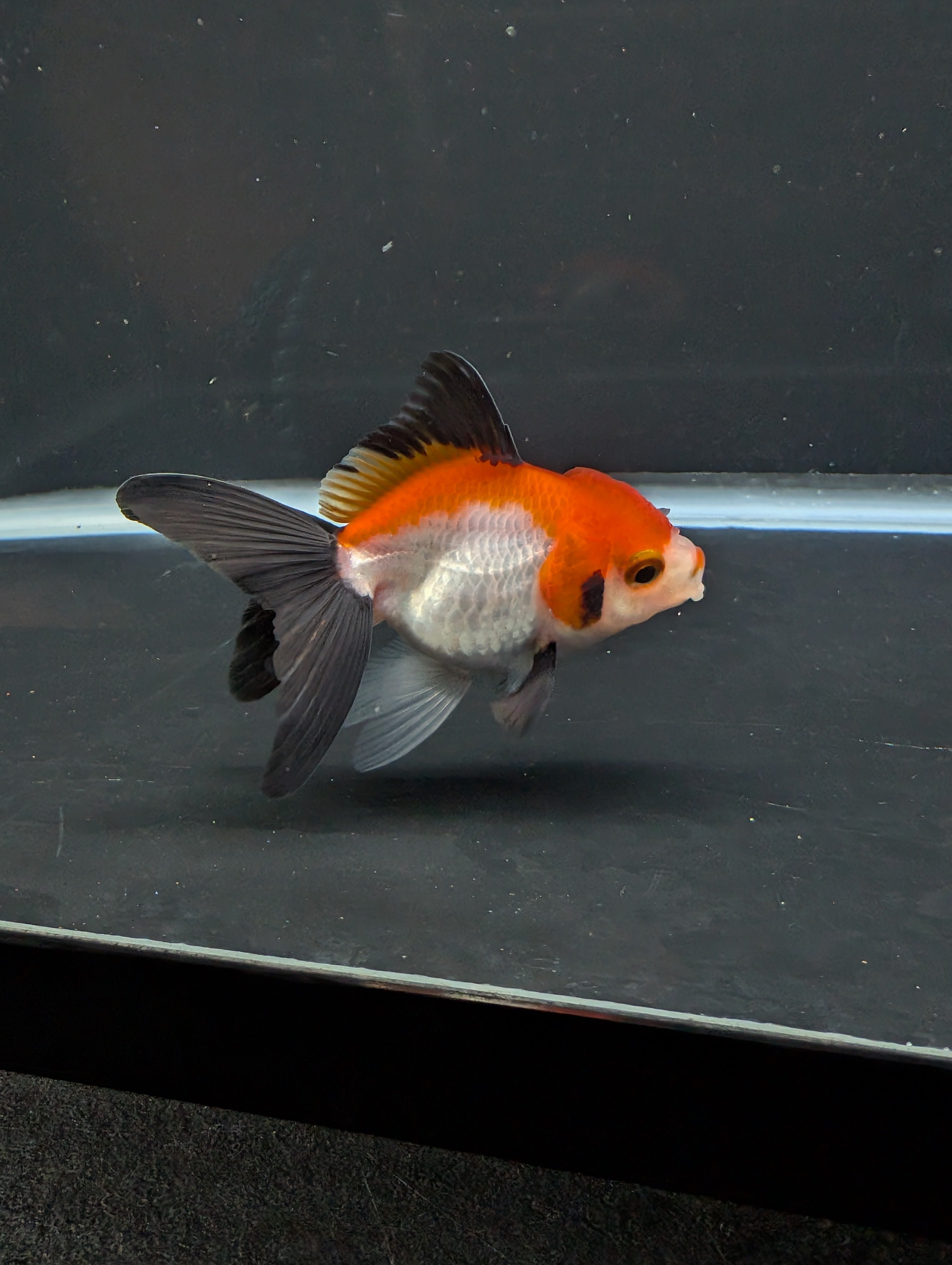 Juvenile Thai Oranda Tricolor 3"in.  ID#814T1A-009