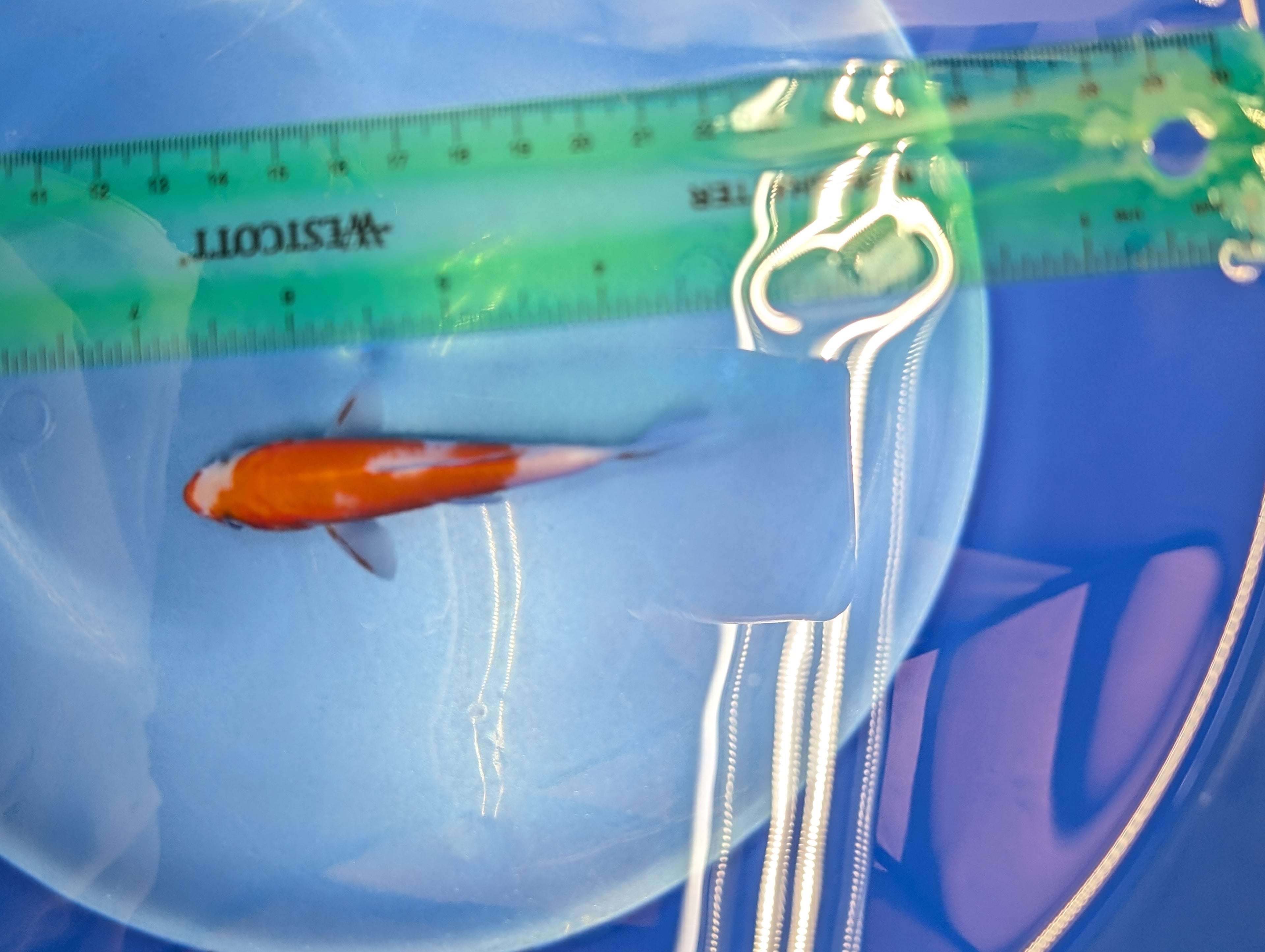 Kohaku Koi  4"in. ID#806BFK-023