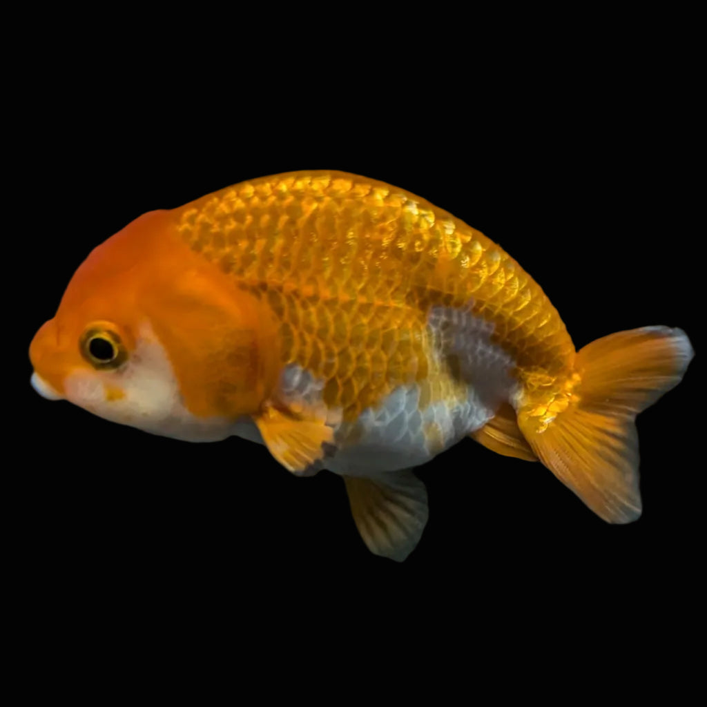Ranchu Red White 3.5"-4"in. ID#821R4A-055