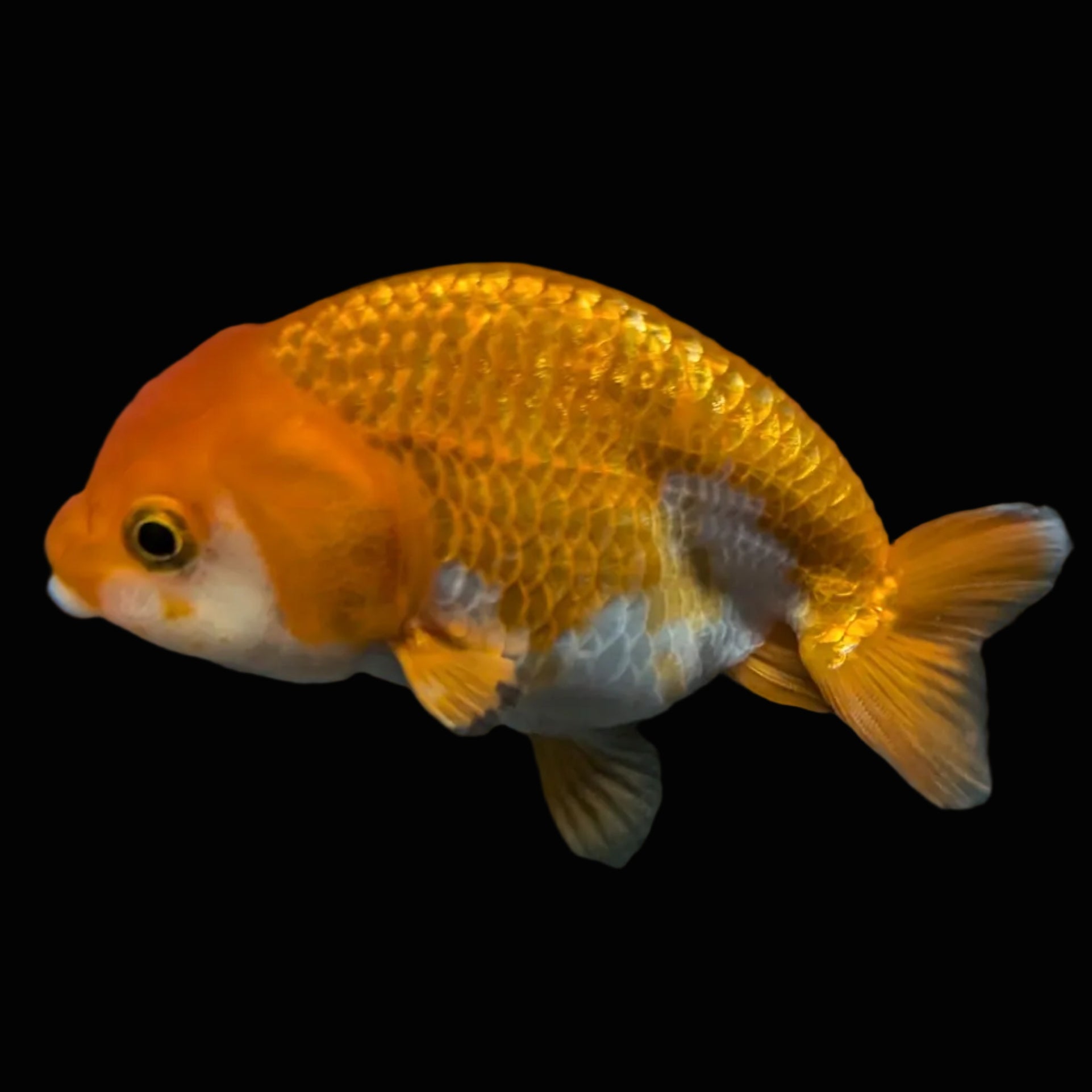 Ranchu Red White 3.5"-4"in. ID#821R4A-055