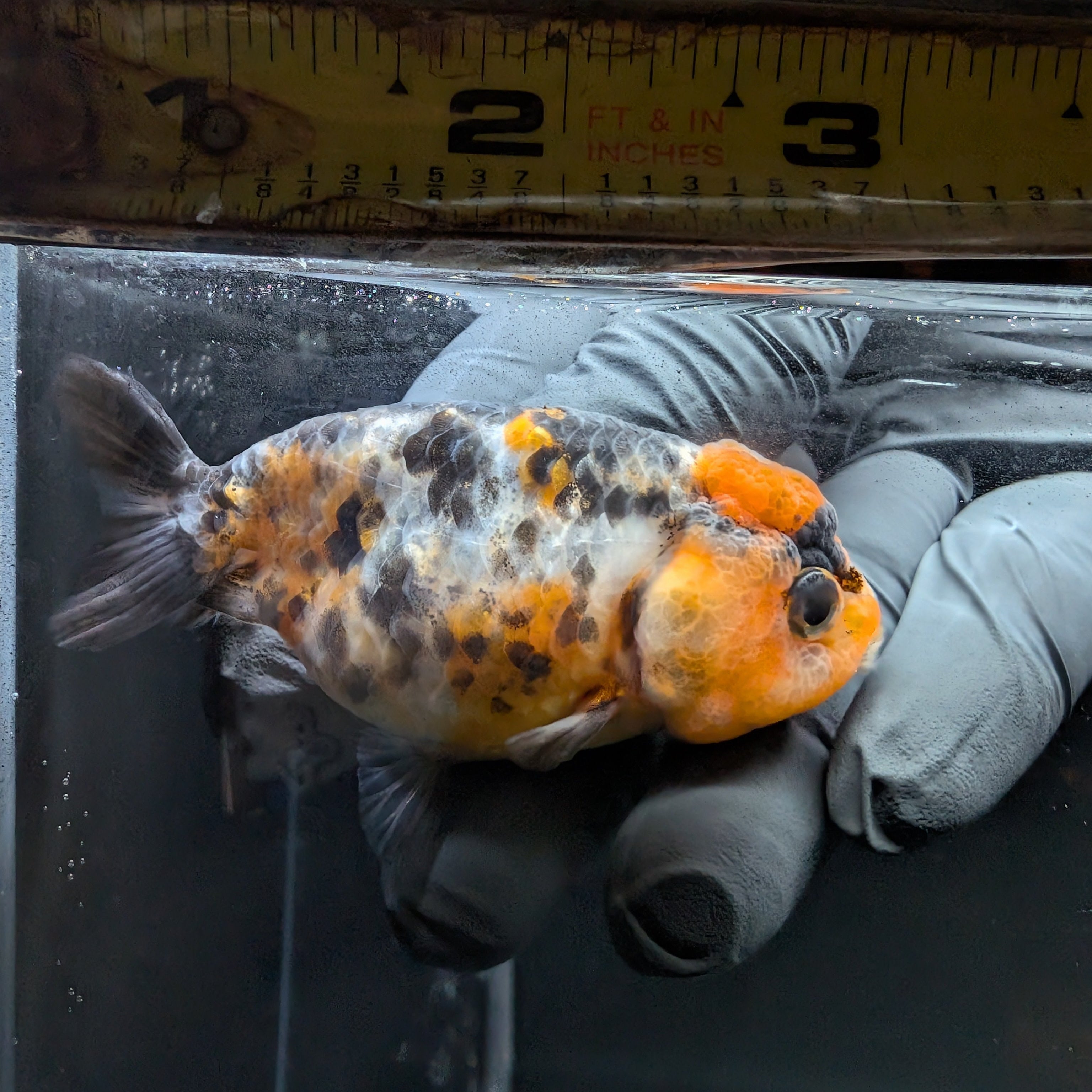 Ranchu Calico 3"-3.5" in. ID#515R4A-013