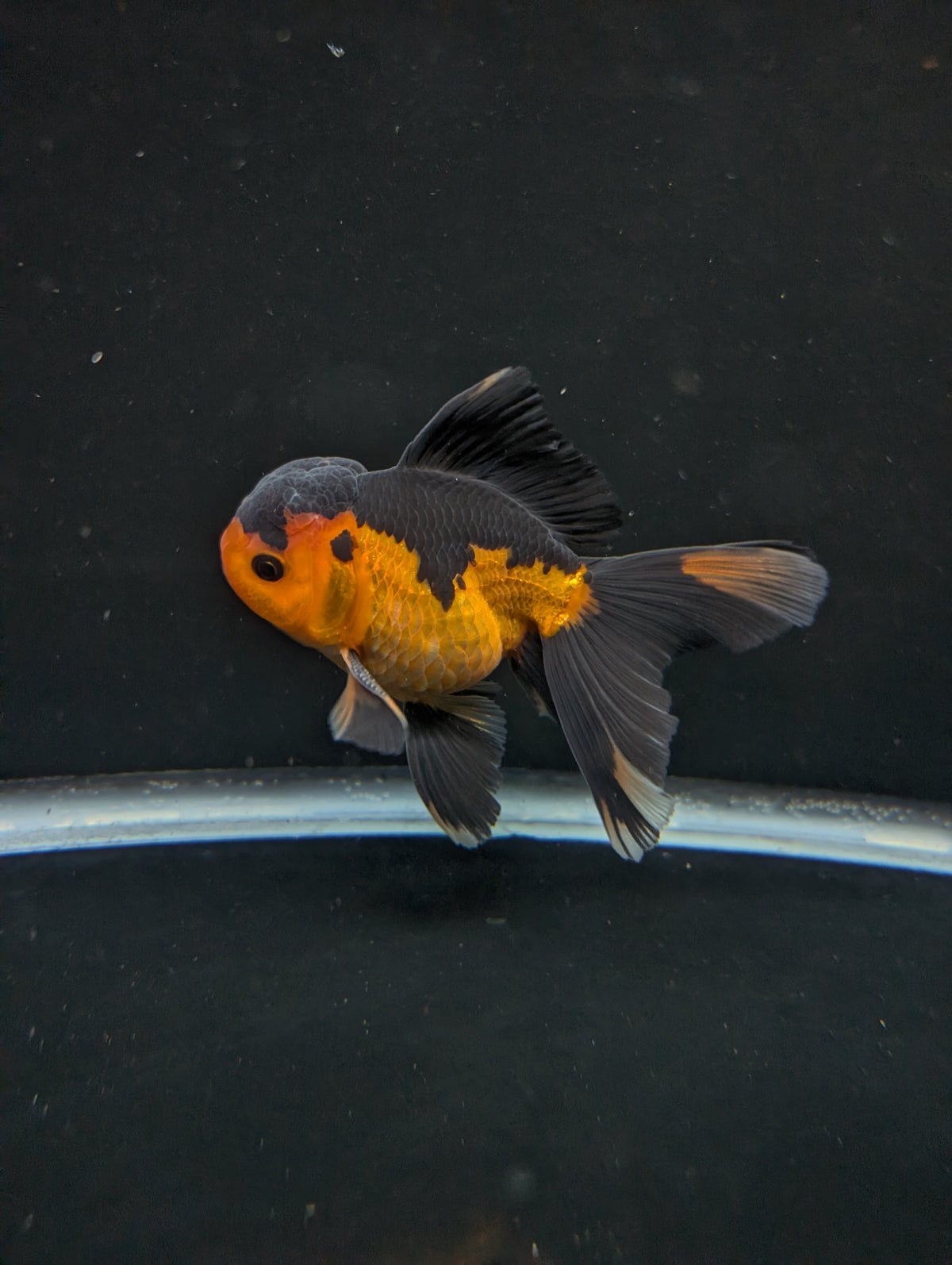 Thai Oranda Red Black 4"-4.5"in.  ID#1016T1A-004