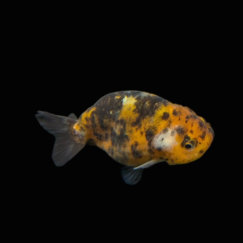 Ranchu Calico 3"-3.5" in. ID#403R7A-001