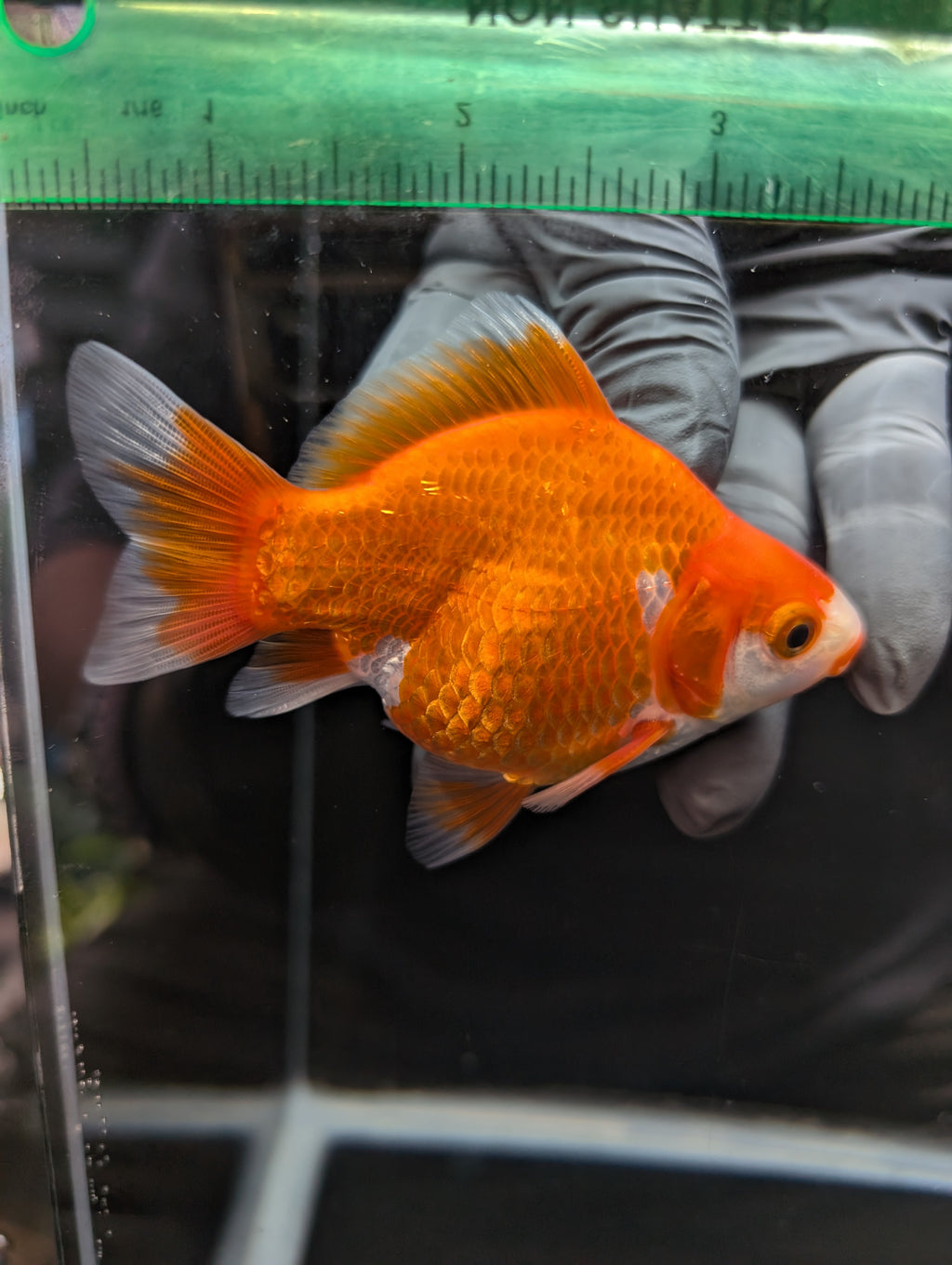 Tamasaba Kuchibeni Red White 3.5"in. ID#1023TM1B-026
