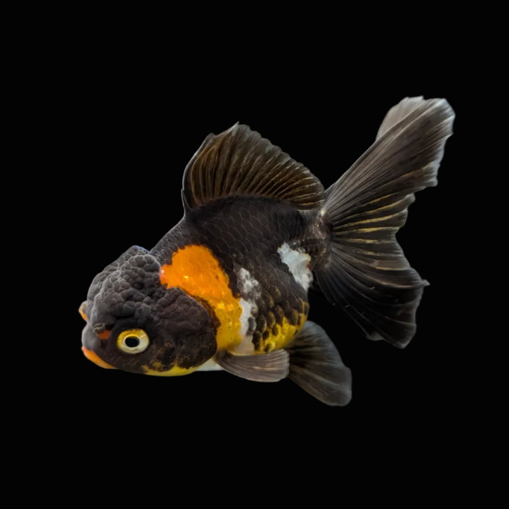 Juvenile Oranda Tricolor 3.5"-4" in.  ID#320T13b-013