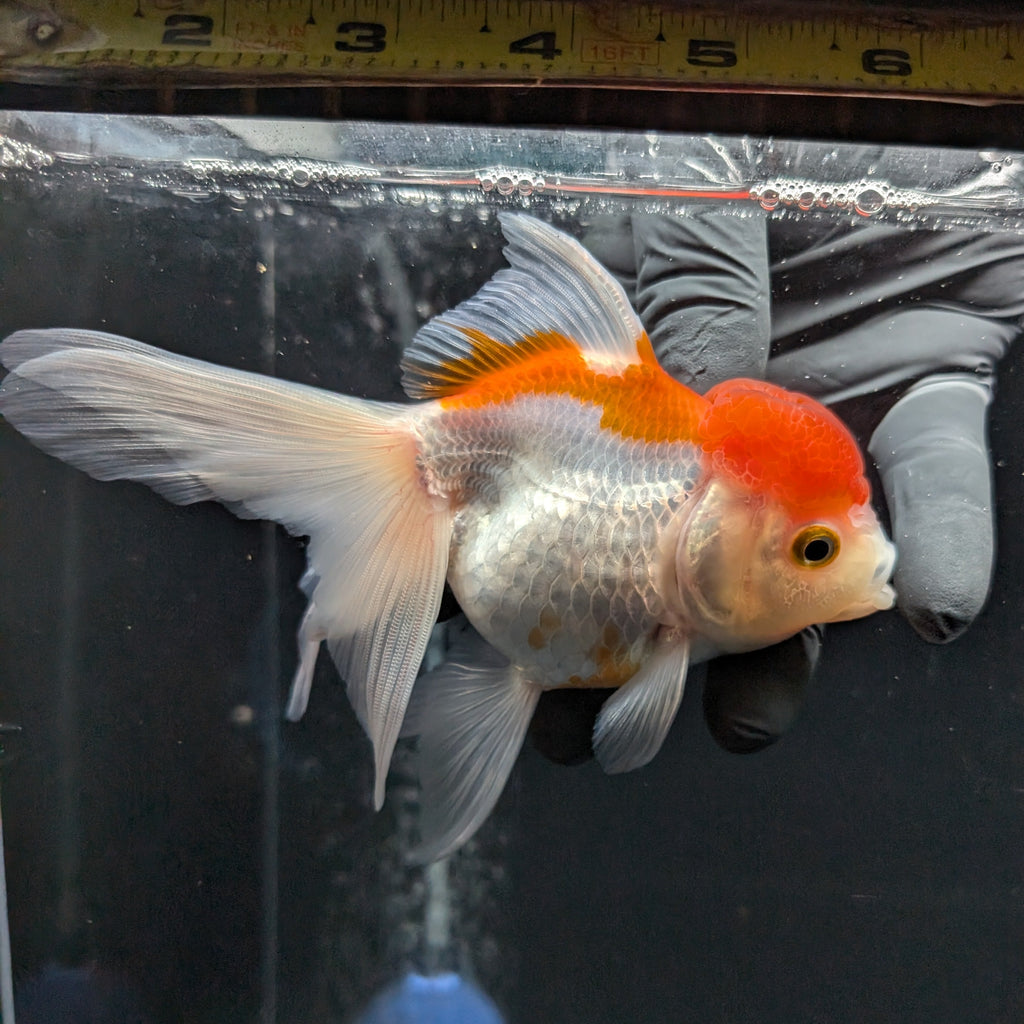 Jumbo Oranda Red White 6.5"-7"in.  ID#612T4B-012