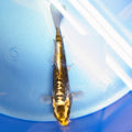 Kin Kikokuryu Koi  4"in. ID#806BFK-025