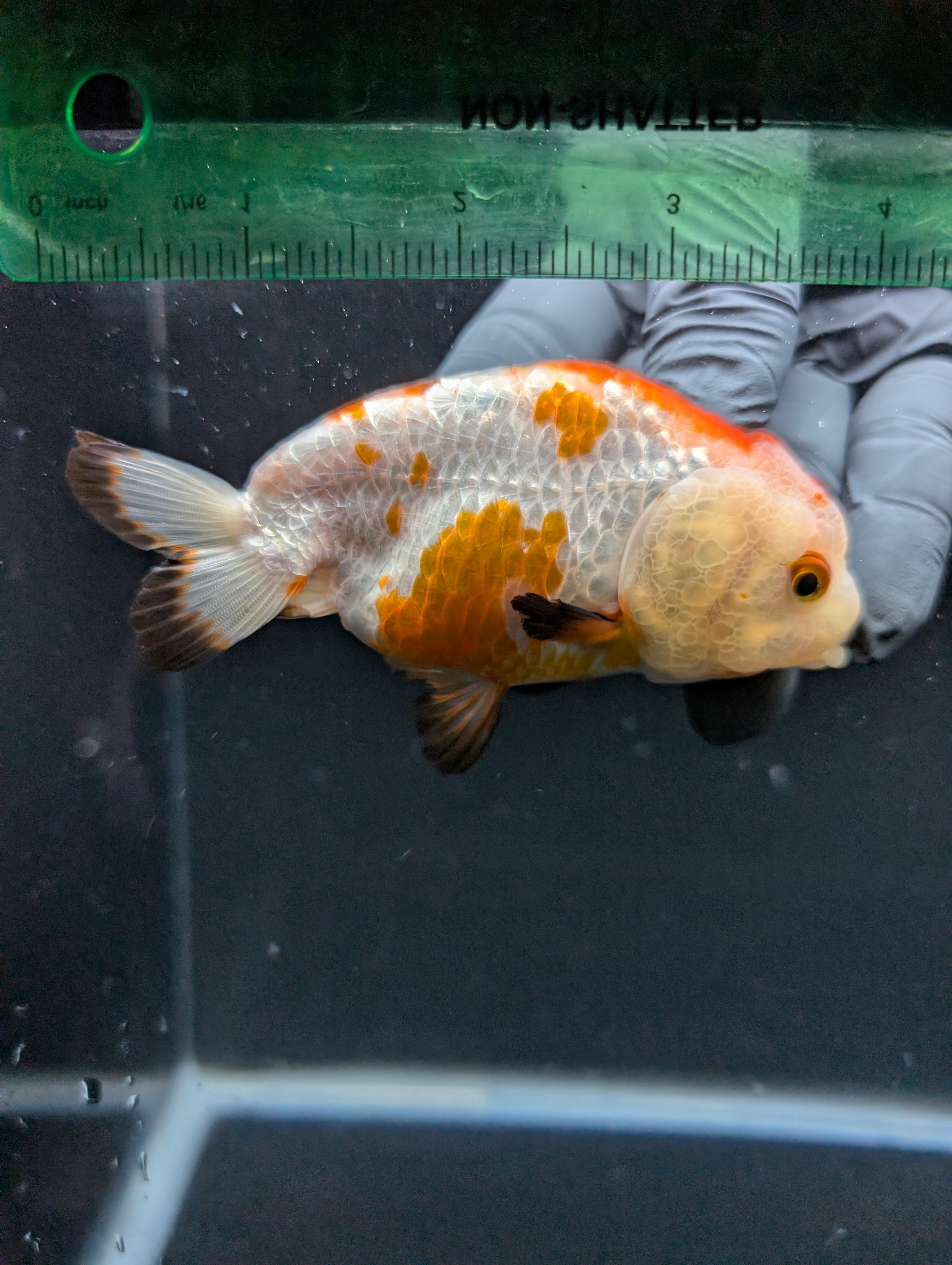Ranchu Tricolor 4"in. ID#828R4A-027