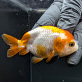 Ranchu Red White 2.5"-3" in. ID#724R4A-025