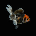 Juvenile Oranda Tricolor 3.5"-4" in.  ID#327T13b-033