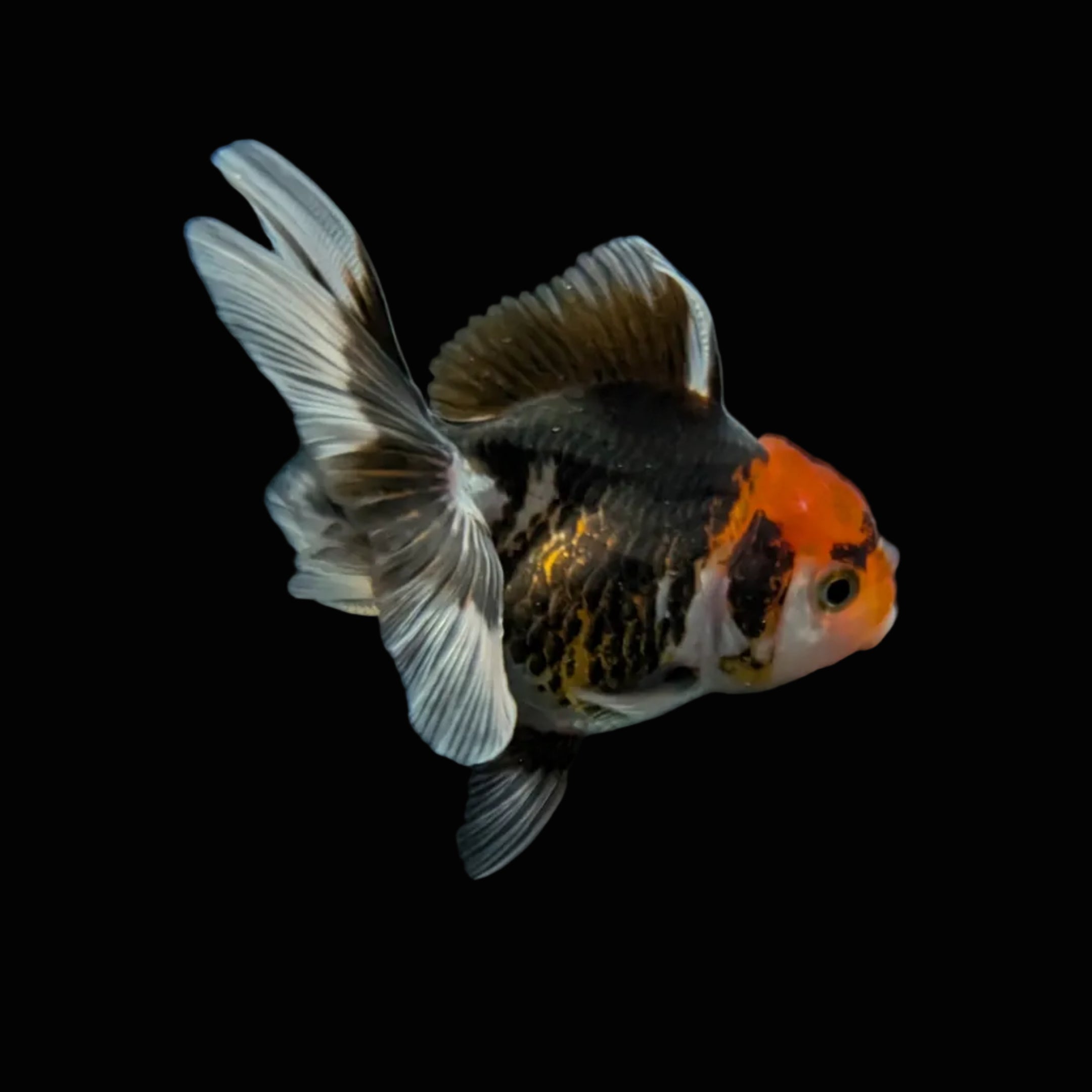 Juvenile Oranda Tricolor 3.5"-4" in.  ID#327T13b-033