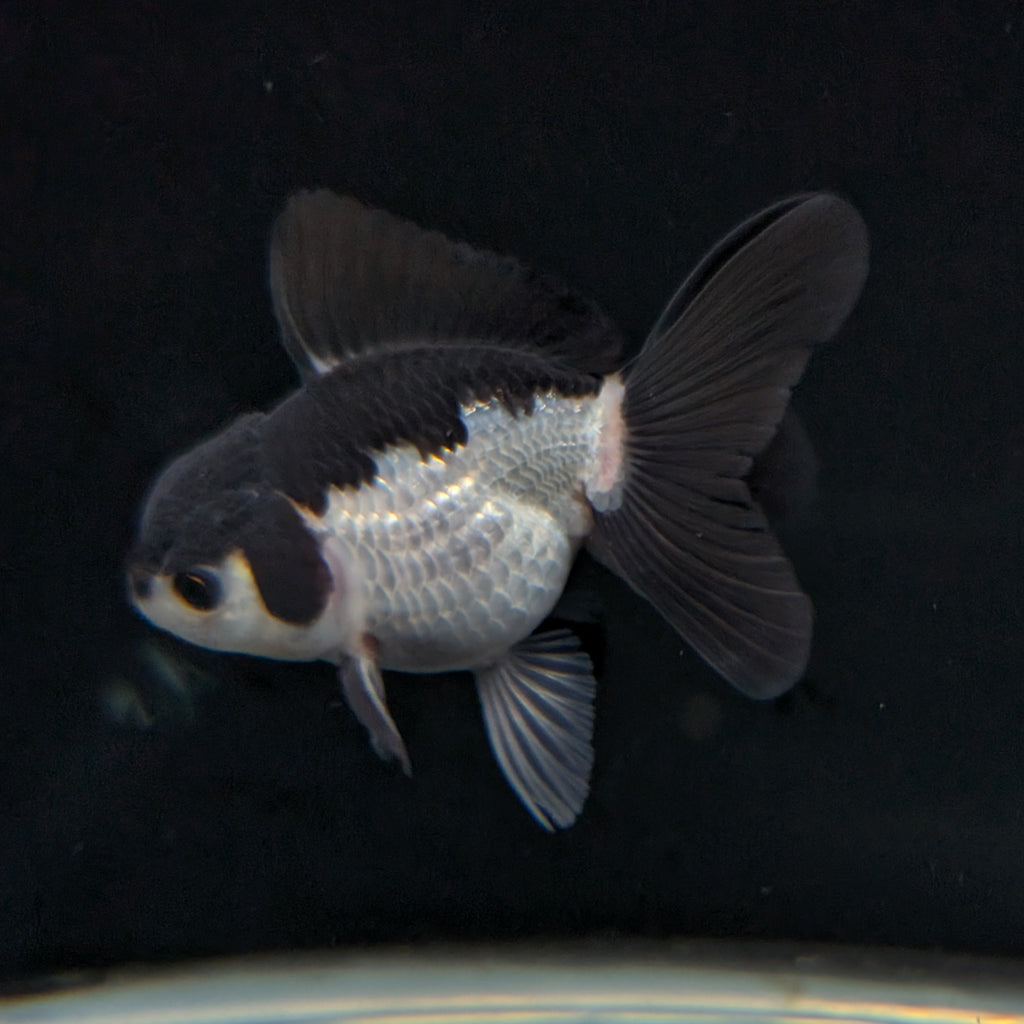 Juvenile Oranda Panda 3.5"-4" in.  ID#403T8A-002