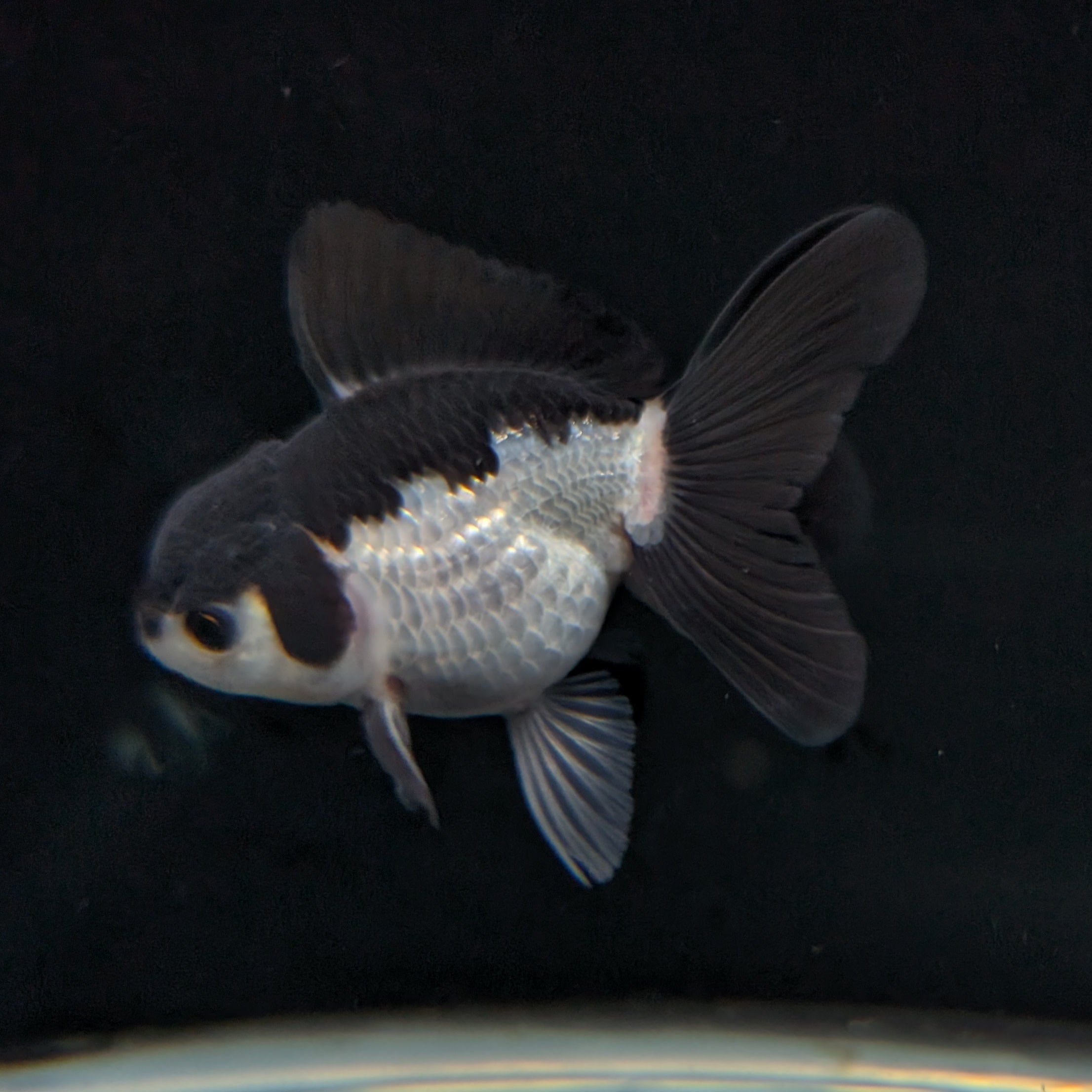 Juvenile Oranda Panda 3.5"-4" in.  ID#403T8A-002