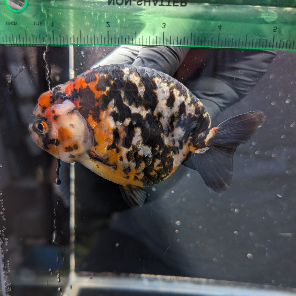 Jumbo Ranchu Calico 4.5"-5" in. ID#1009R8A-053