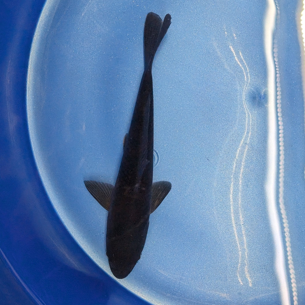 Karasu Koi  5"-6"in. ID#806BFK-021