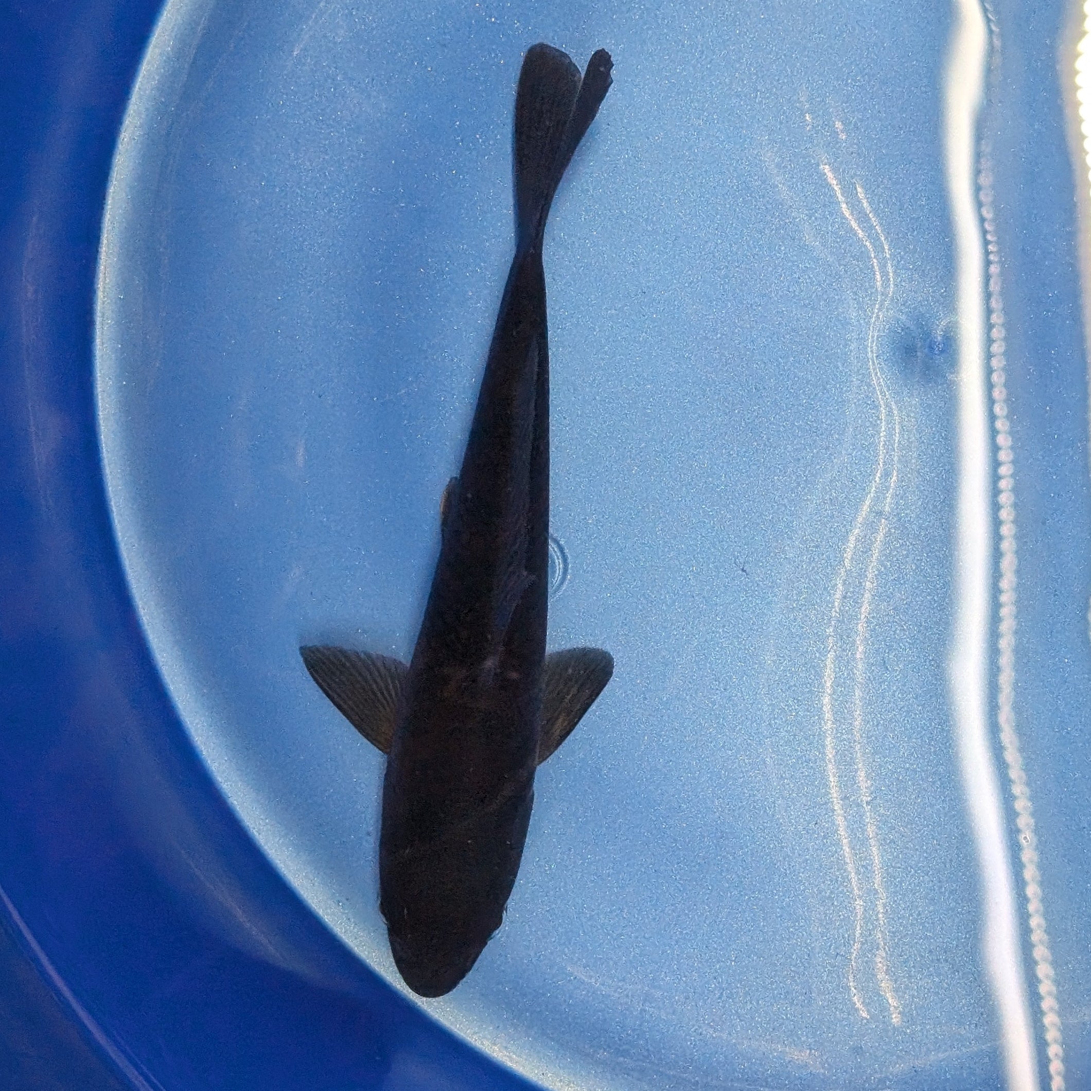 Karasu Koi  5"-6"in. ID#806BFK-021