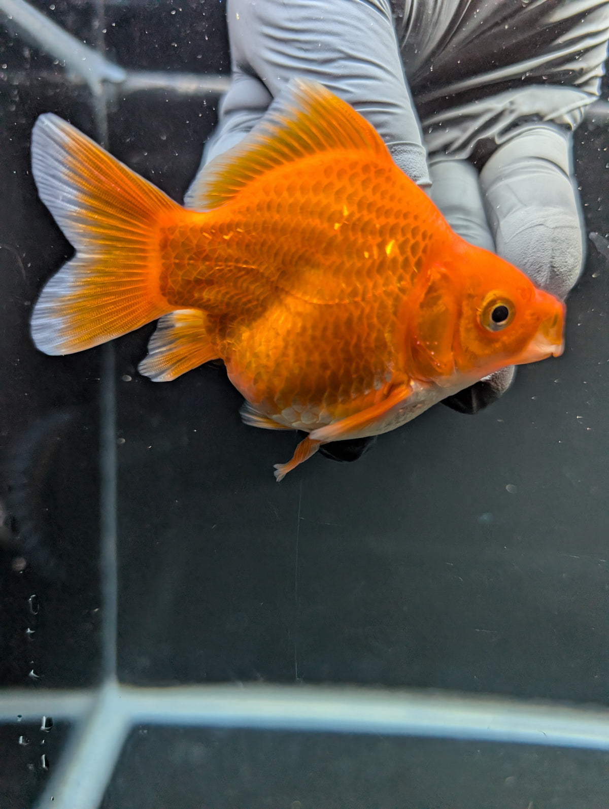 Tamasaba Red White 3"-3.5" in. ID#1009TM1B-009