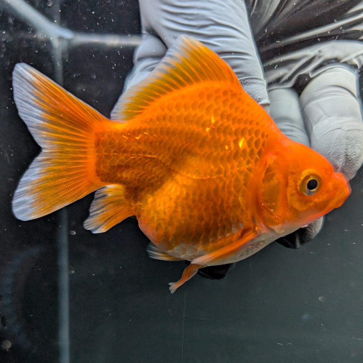 Tamasaba Red White 3"-3.5" in. ID#1009TM1B-009