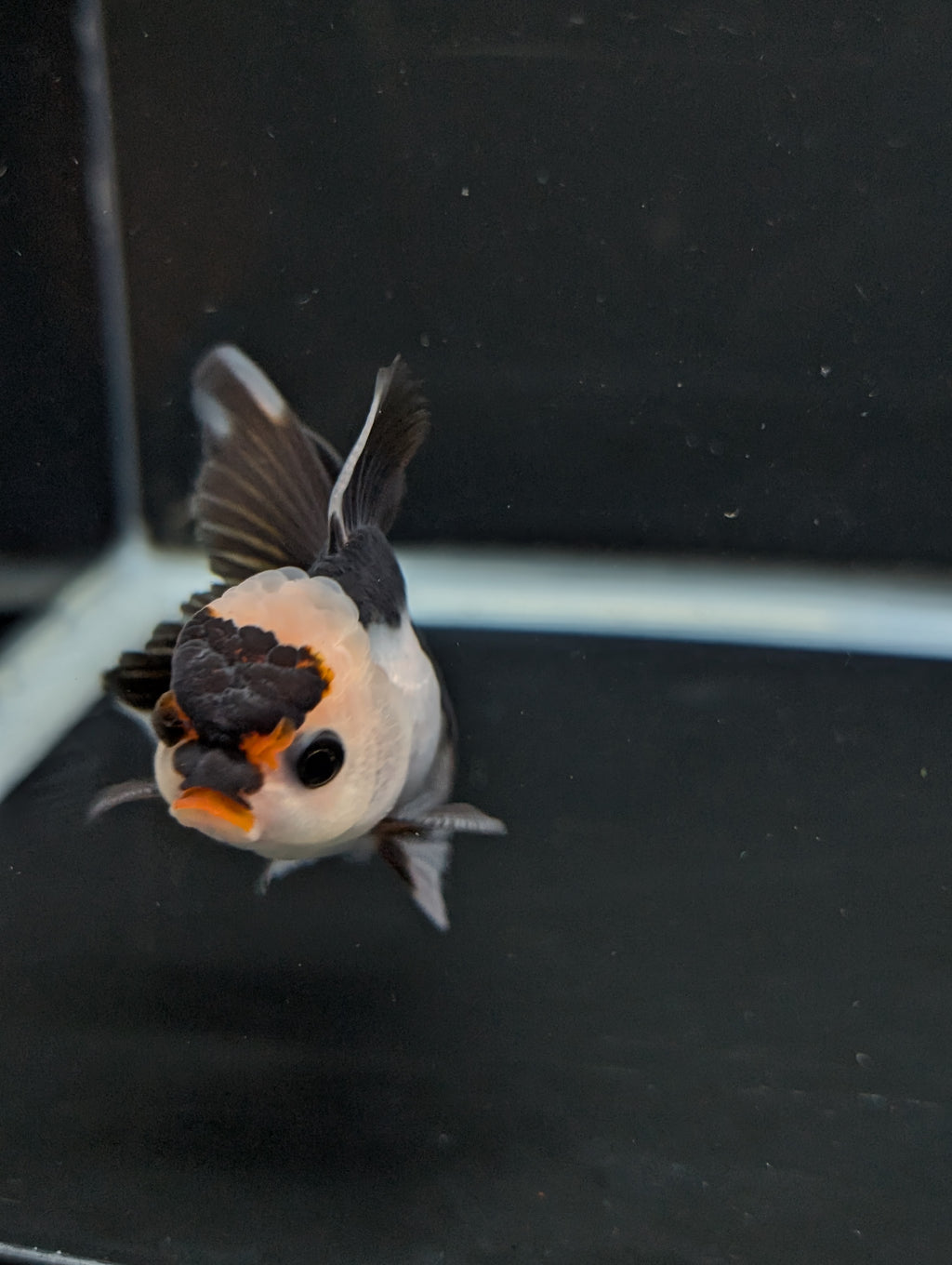 Juvenile Thai Oranda Panda 3"in.  ID#814T1A-006