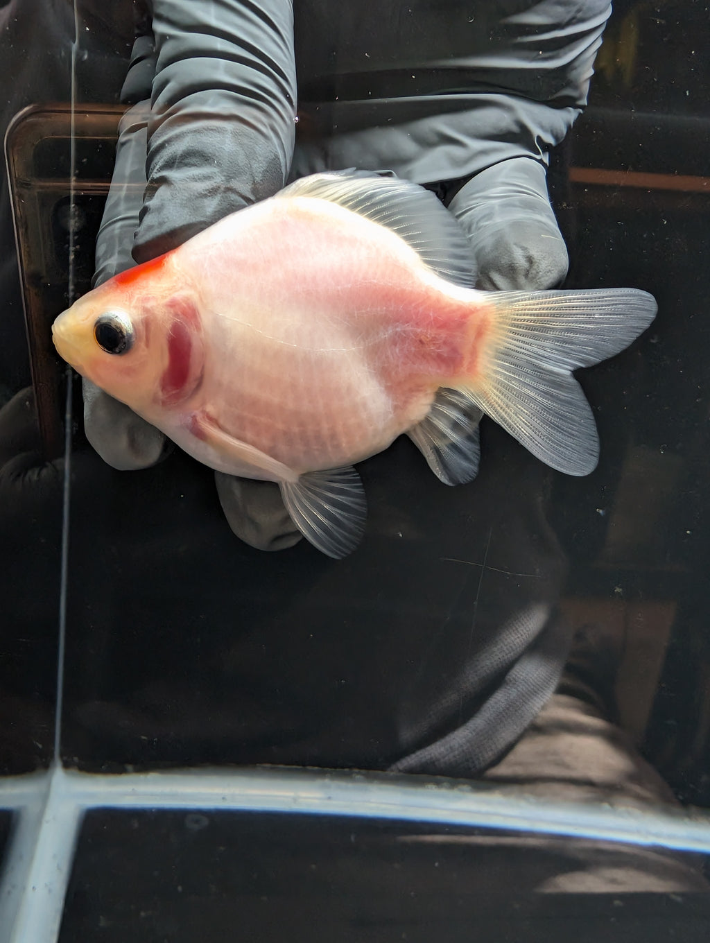 Tamasaba Tancho Red White 3.5"in. ID#1023TM1B-027