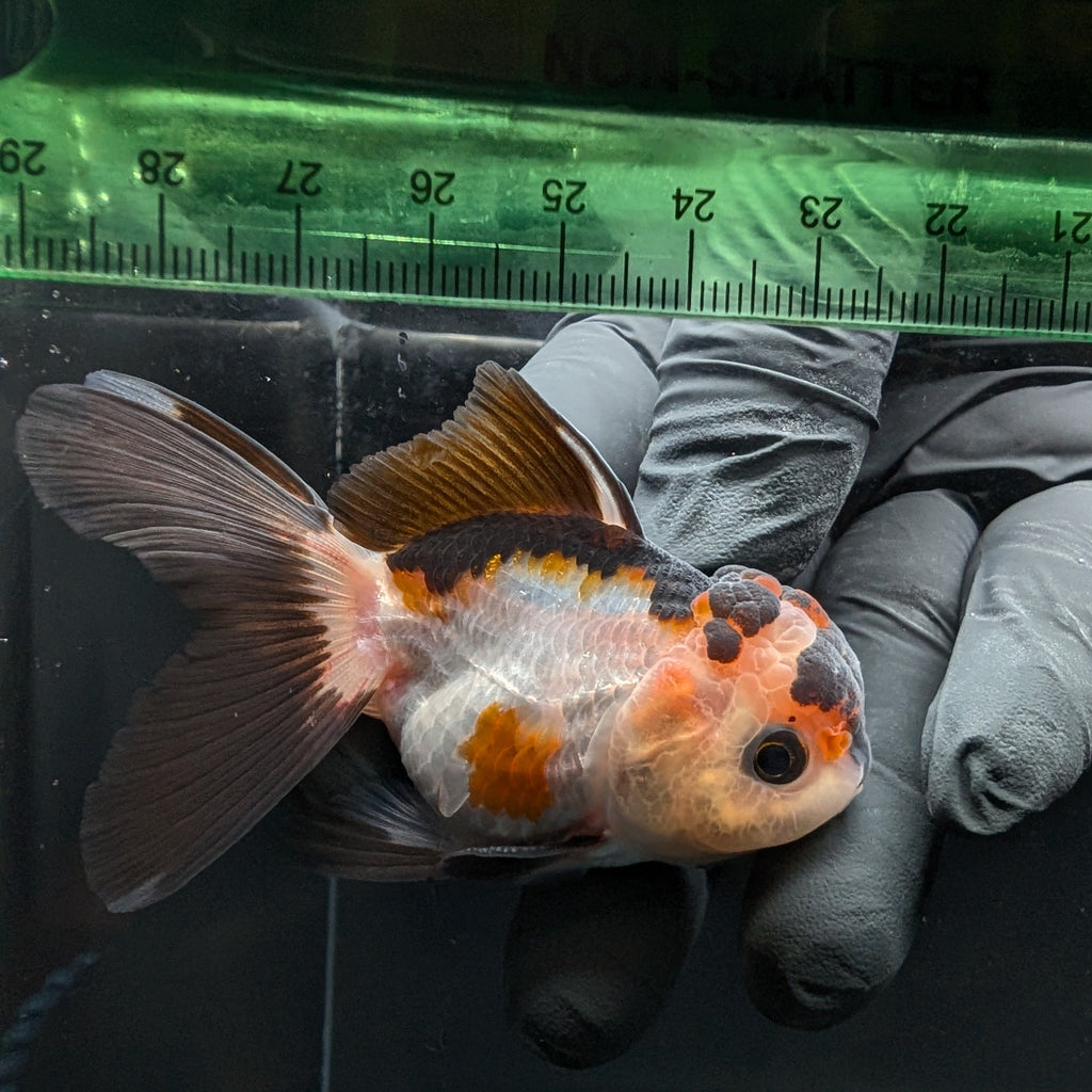 Thai Juvenile Oranda Tricolor 3.5"-4"in.  ID#731T1A-051