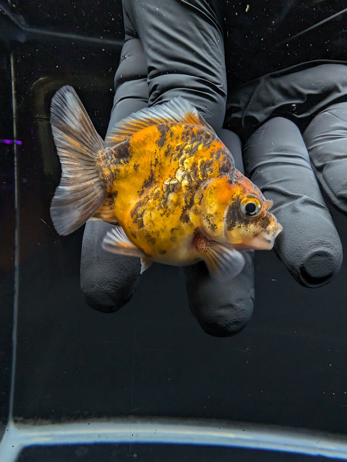 Baby Thai Shogun Oranda Tiger Calico 2"-2.5" in. ID#1016BSG11A-005