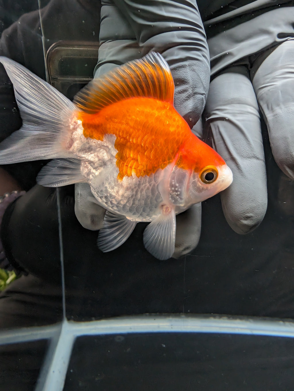 Tamasaba Red White 3.5"in. ID#1023TM1B-031