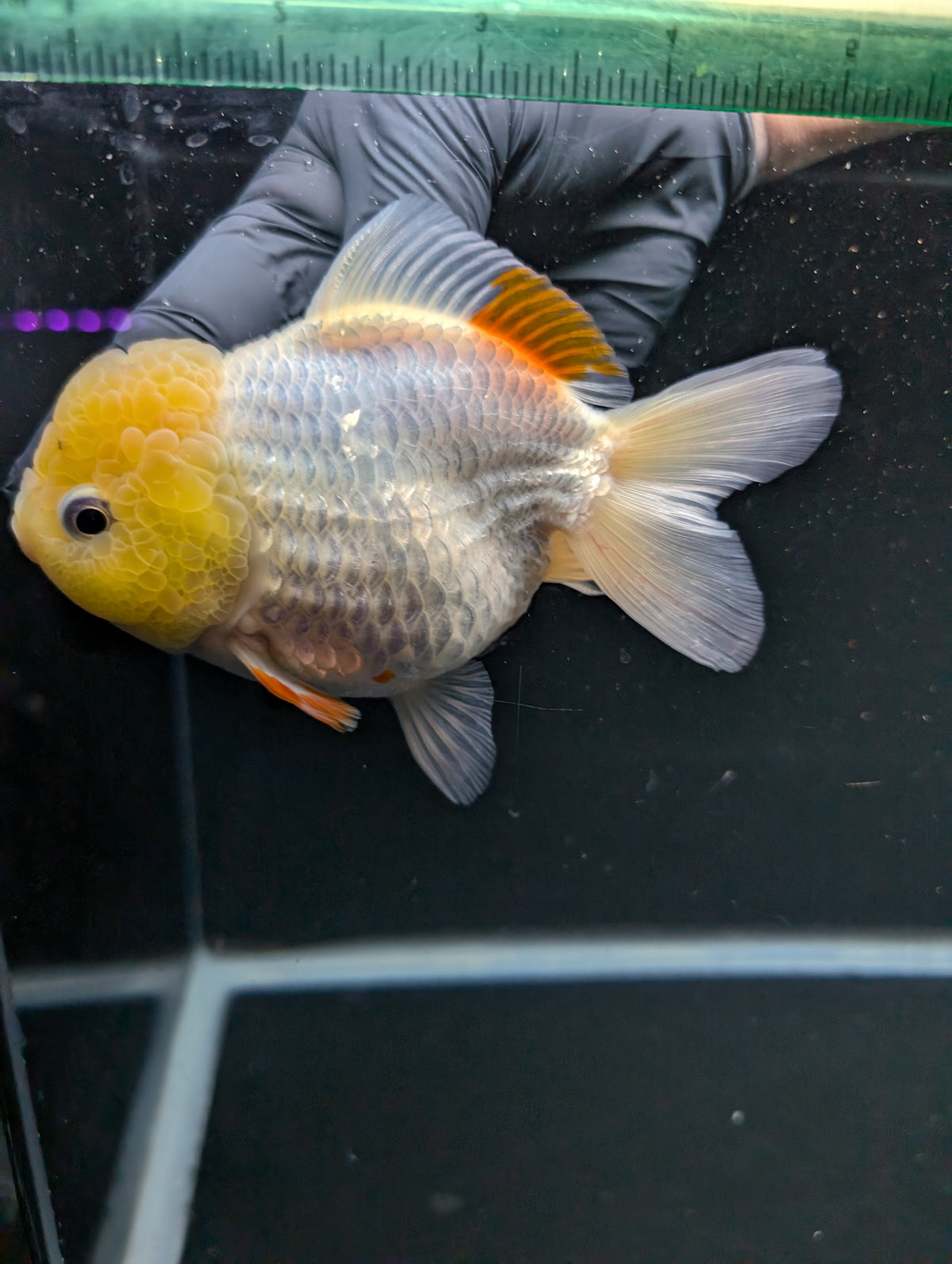 Jumbo Oranda Yuan Bao / Shogun Lemon Head Red White   4.5"-5"in. ID#1016YB13A-011