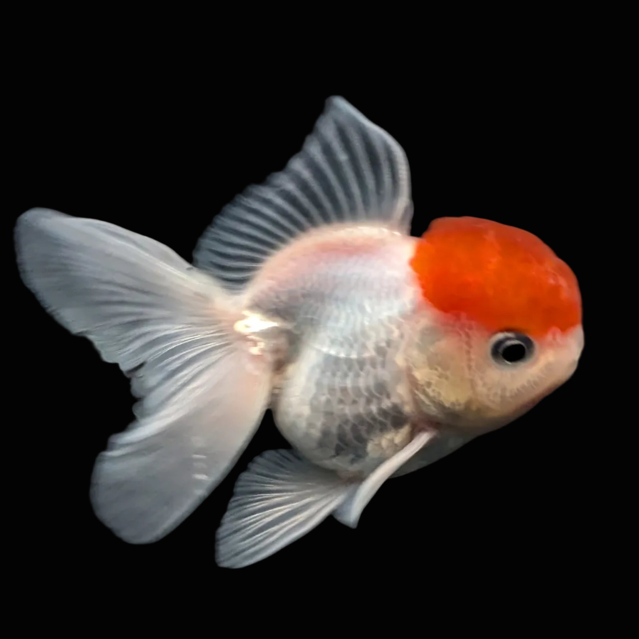 Juvenile Oranda Tricolor 3.5"-4" in.  ID#424T1A-010