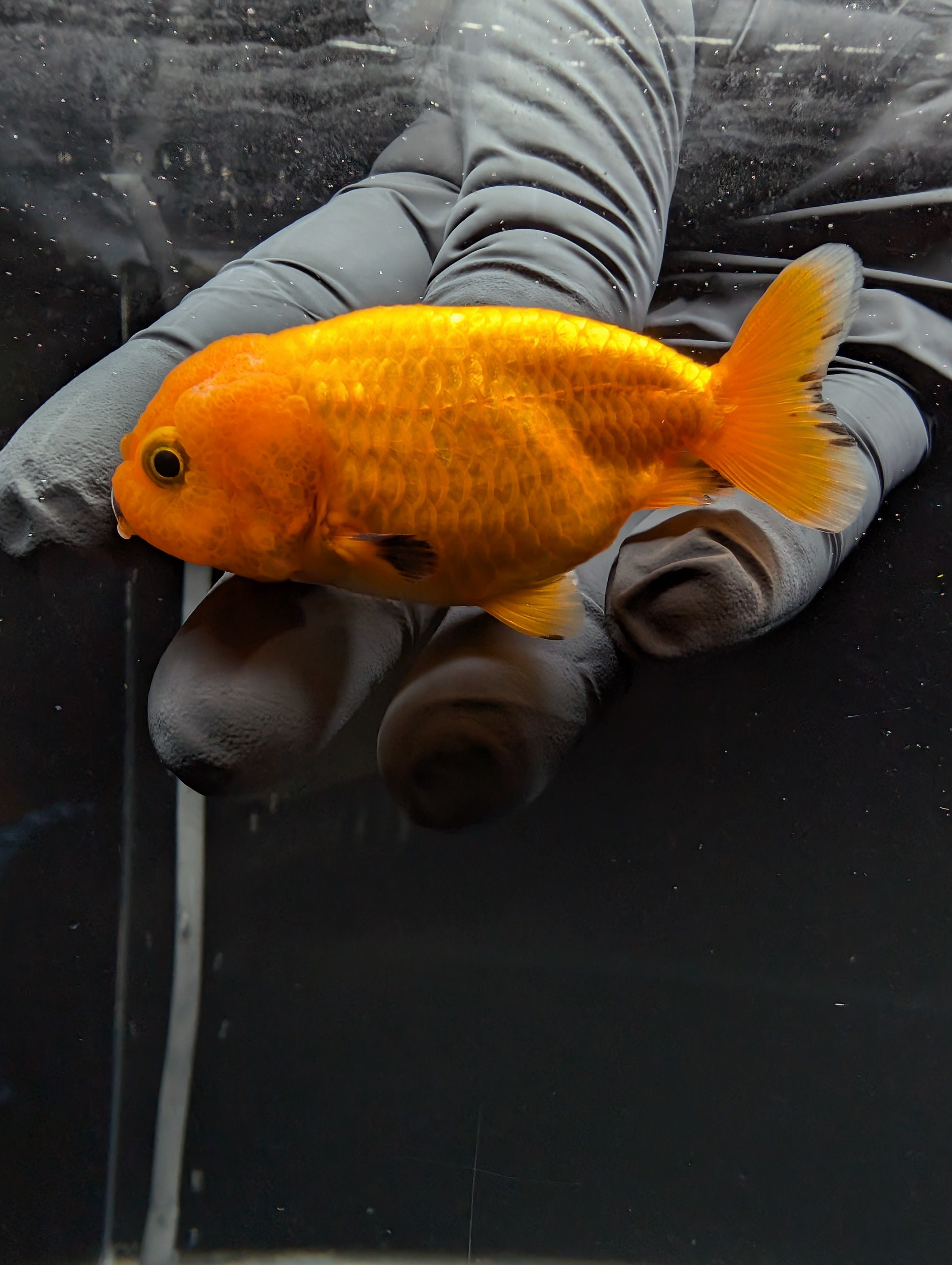 Baby Ranchu Red White 2.5"-3" in. ID#529R4A-055